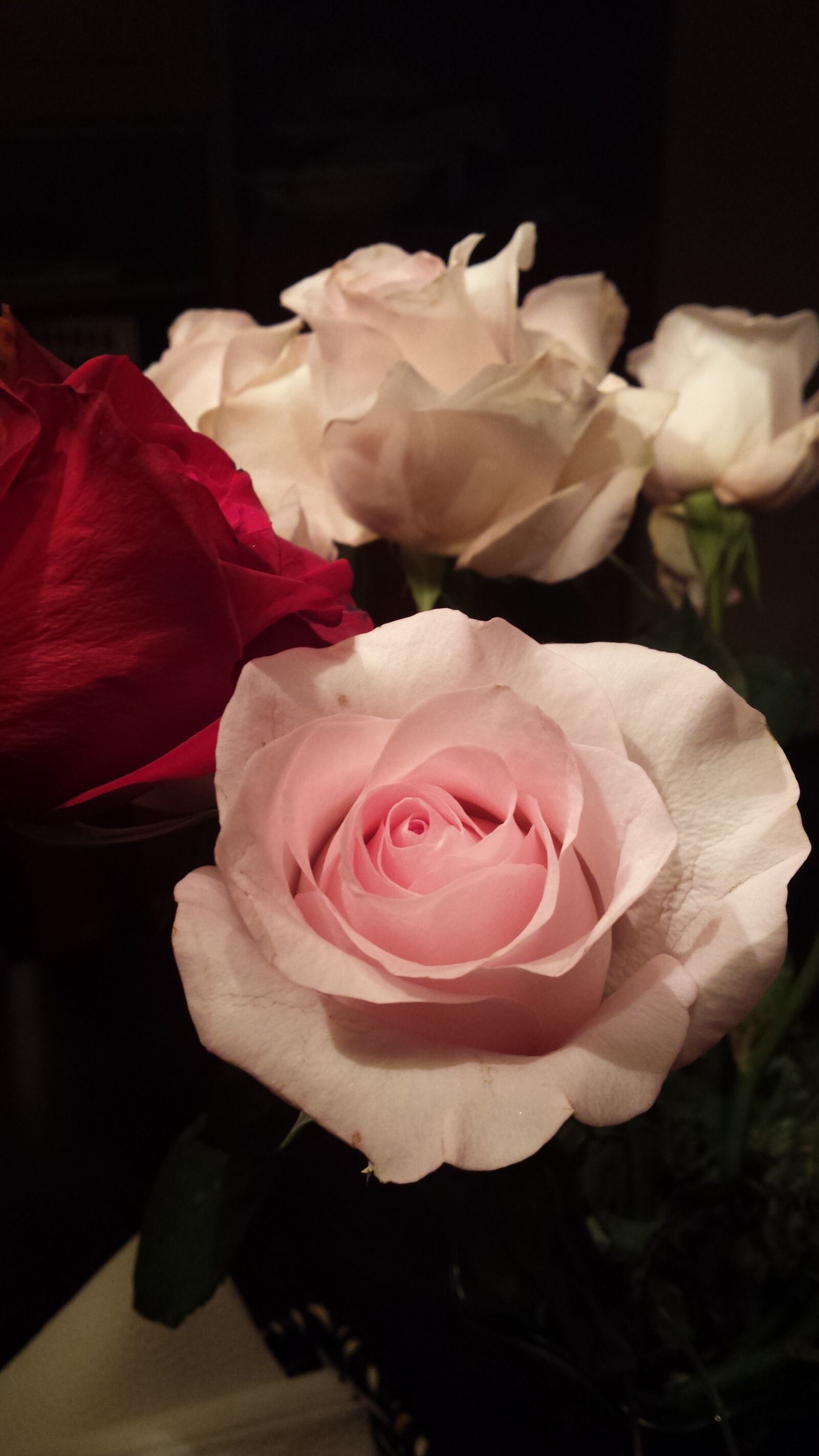 Samsung Galaxy S4 sample photo. Roses, pink roses, red photography