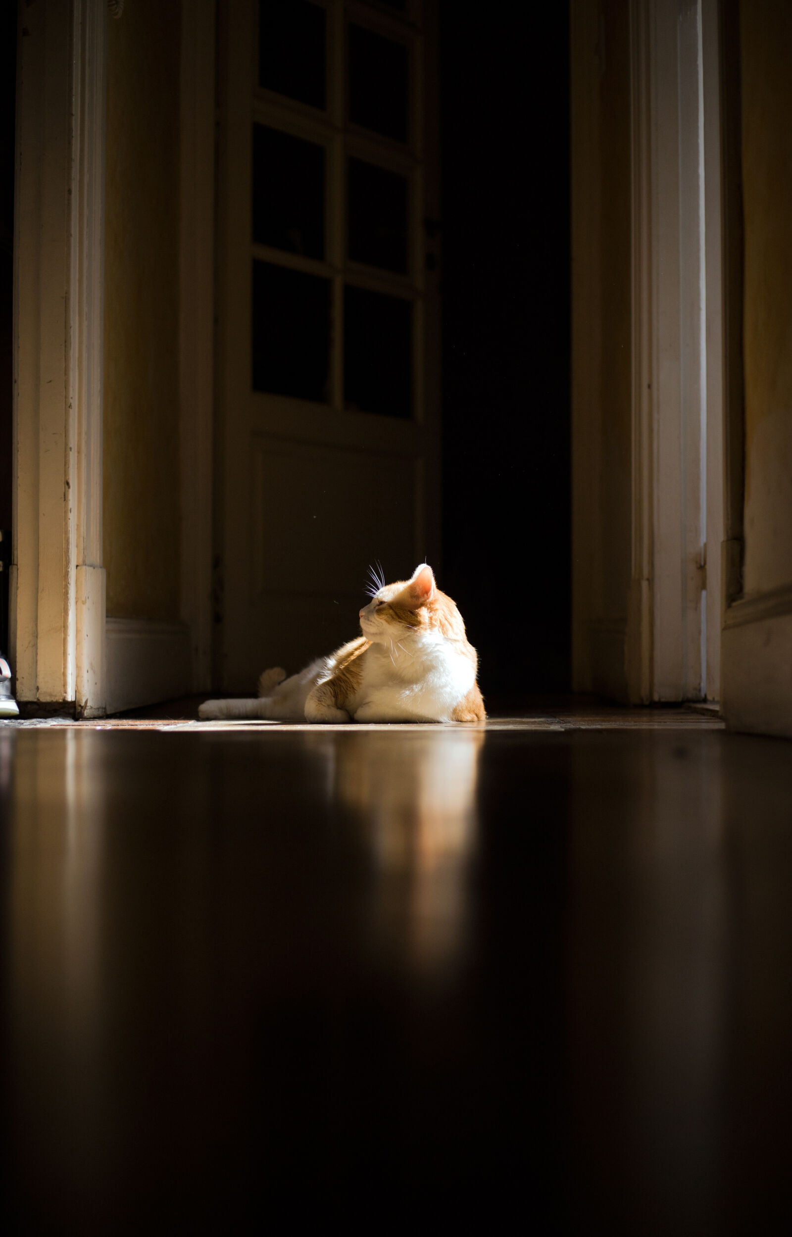 Canon EF 50mm F1.8 STM sample photo. Big, cat, cat, hall photography
