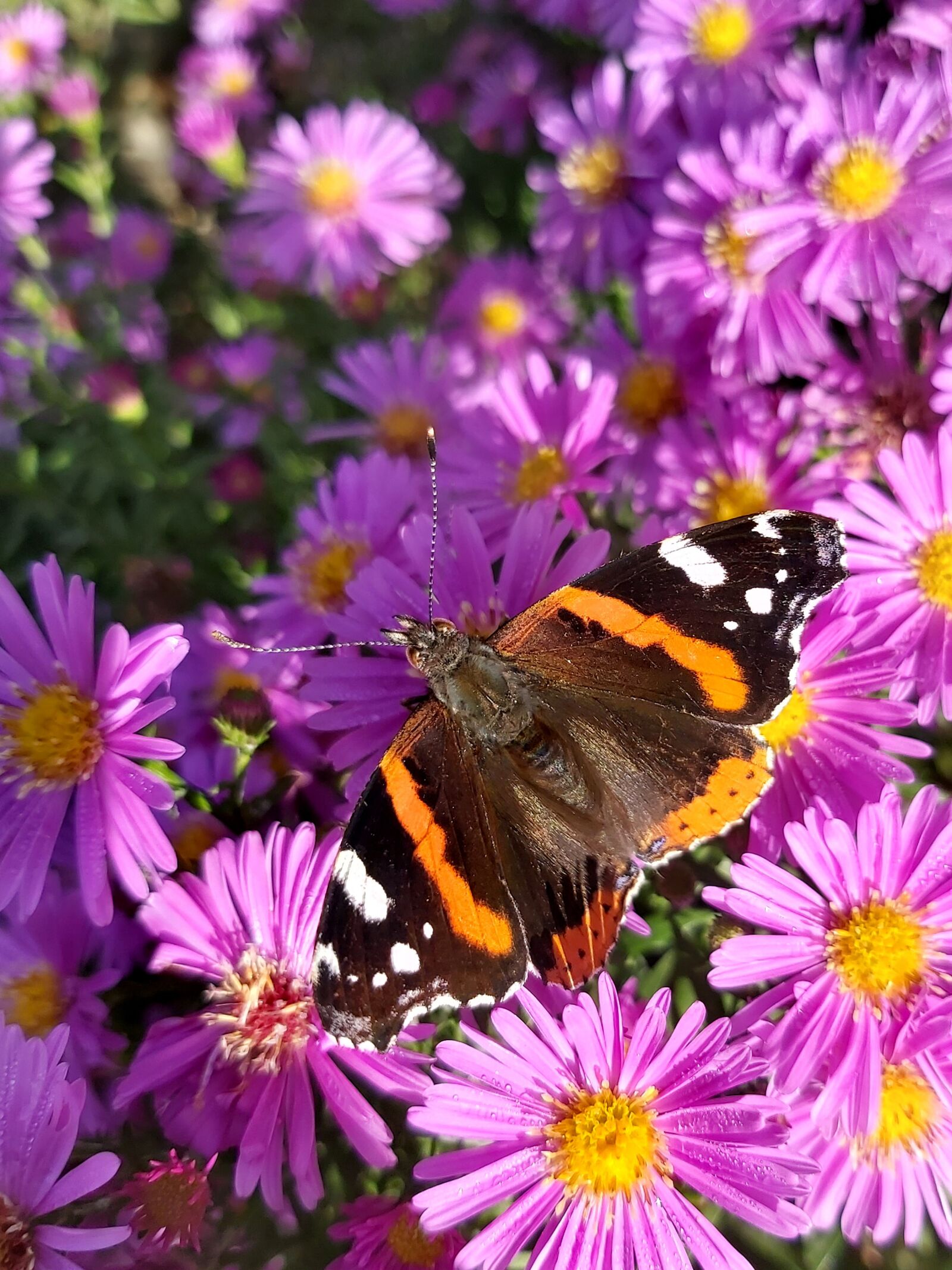 Samsung Galaxy A70 sample photo. Butterfly, insect, wing photography