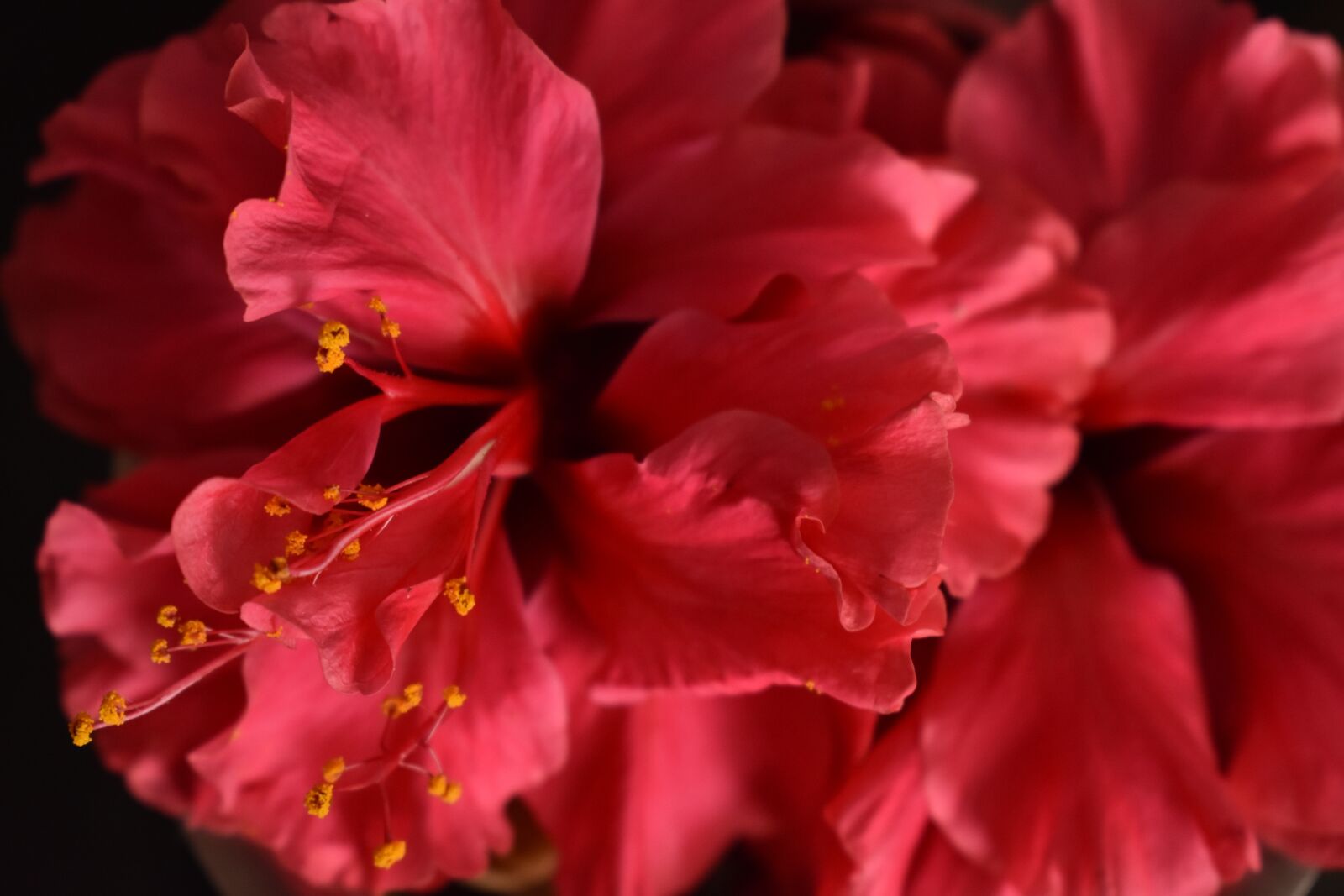 Nikon D3400 sample photo. Flora, flower, red photography