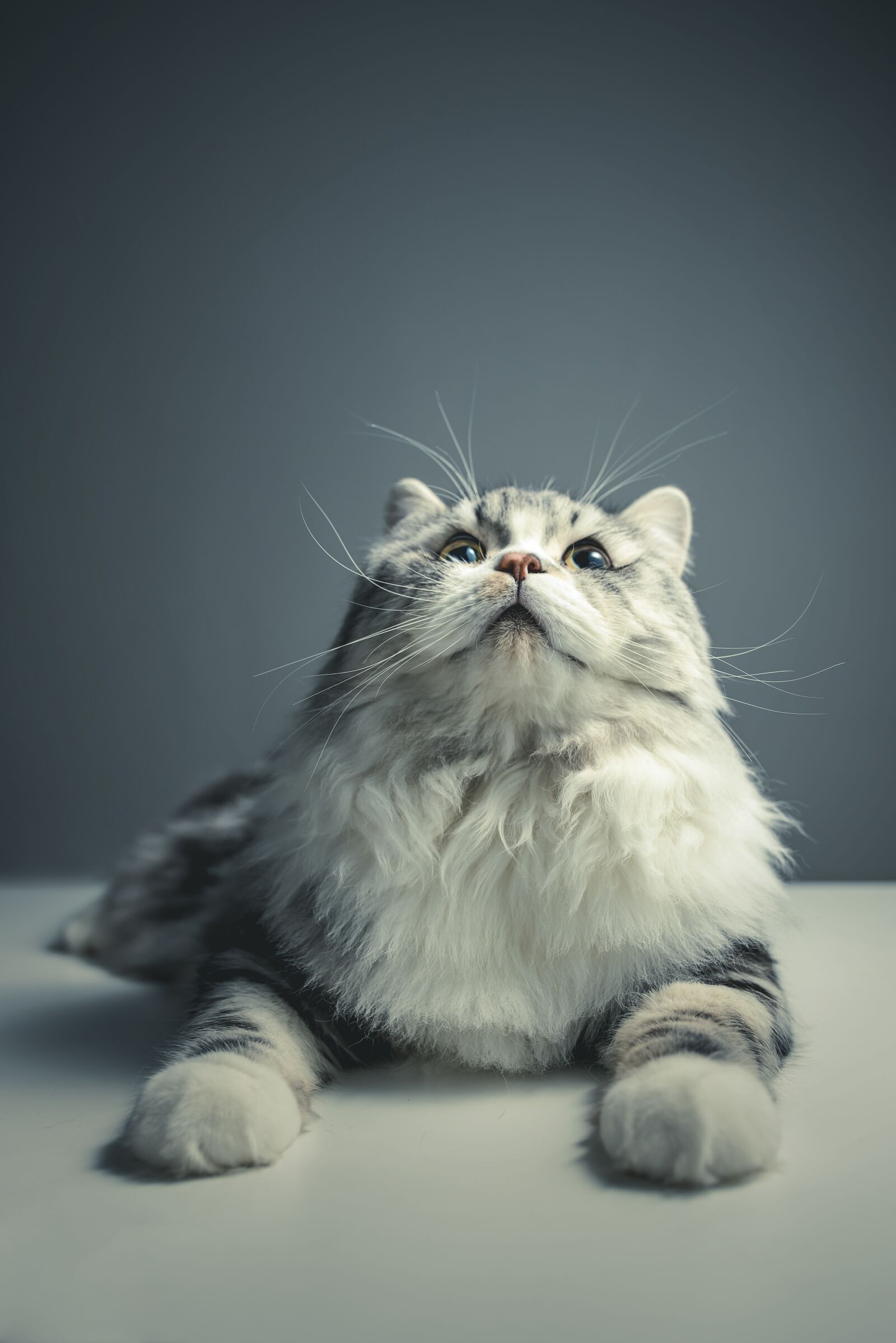 Nikon D810 sample photo. Cat, persian breed, black photography