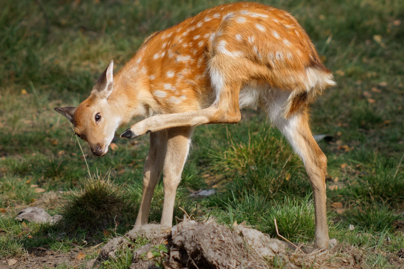 Canon EOS 500D (EOS Rebel T1i / EOS Kiss X3) sample photo. Deer, nature, animal photography