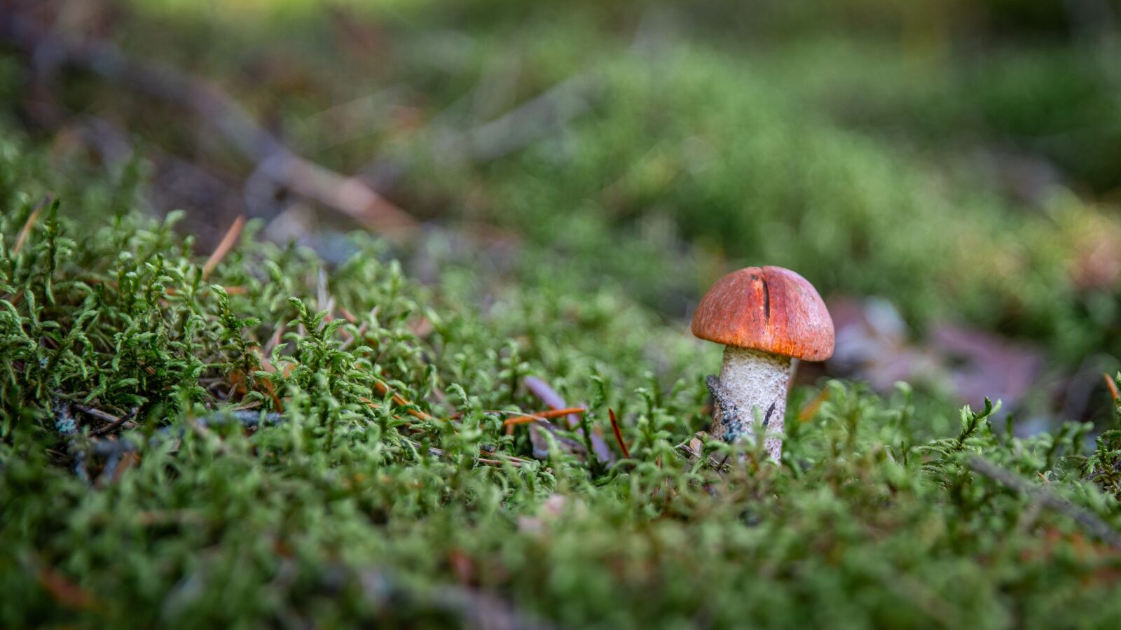 Sony a7R II + Canon EF 24-70mm F2.8L II USM sample photo. Mushroom, forest, autumn photography