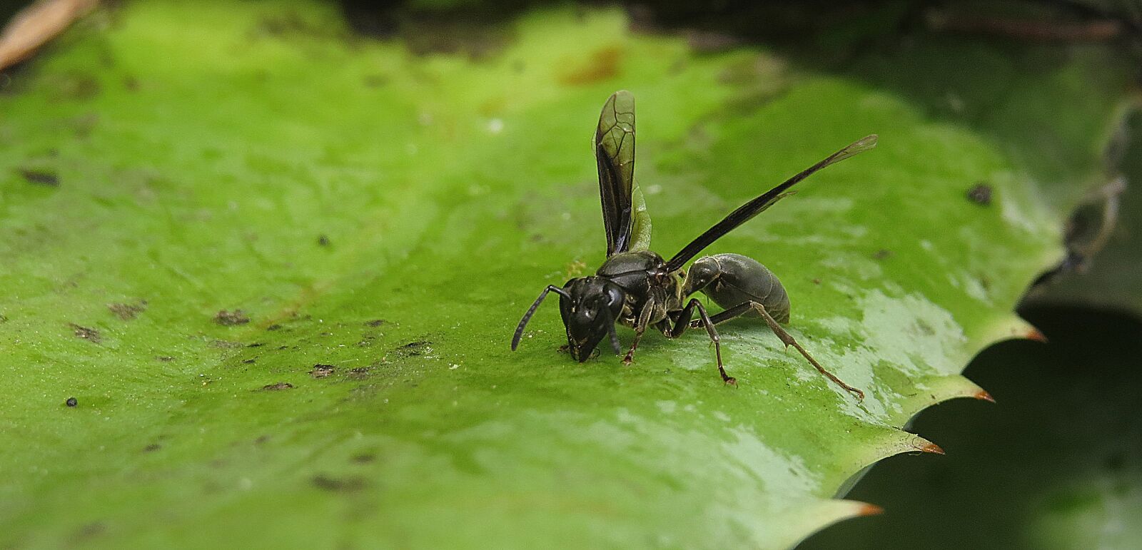 Canon PowerShot SX50 HS sample photo. Nature, insect, outdoors photography