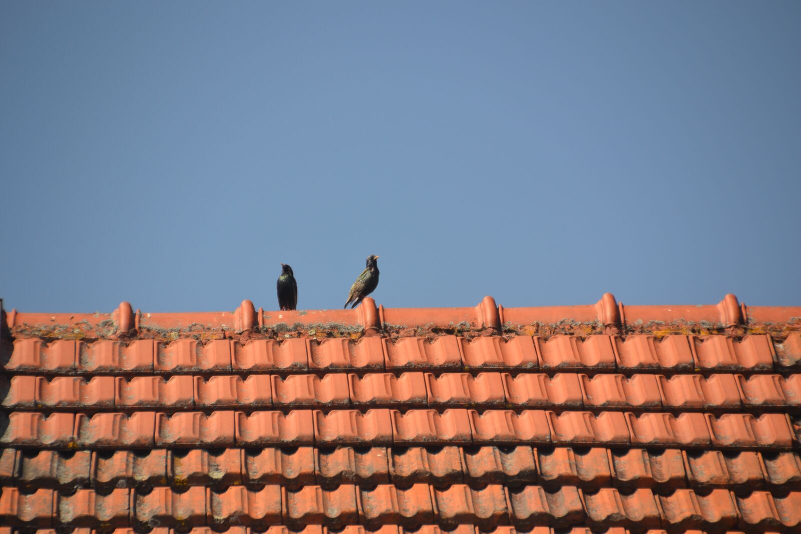Nikon D3100 sample photo. Birds, stare, nature photography