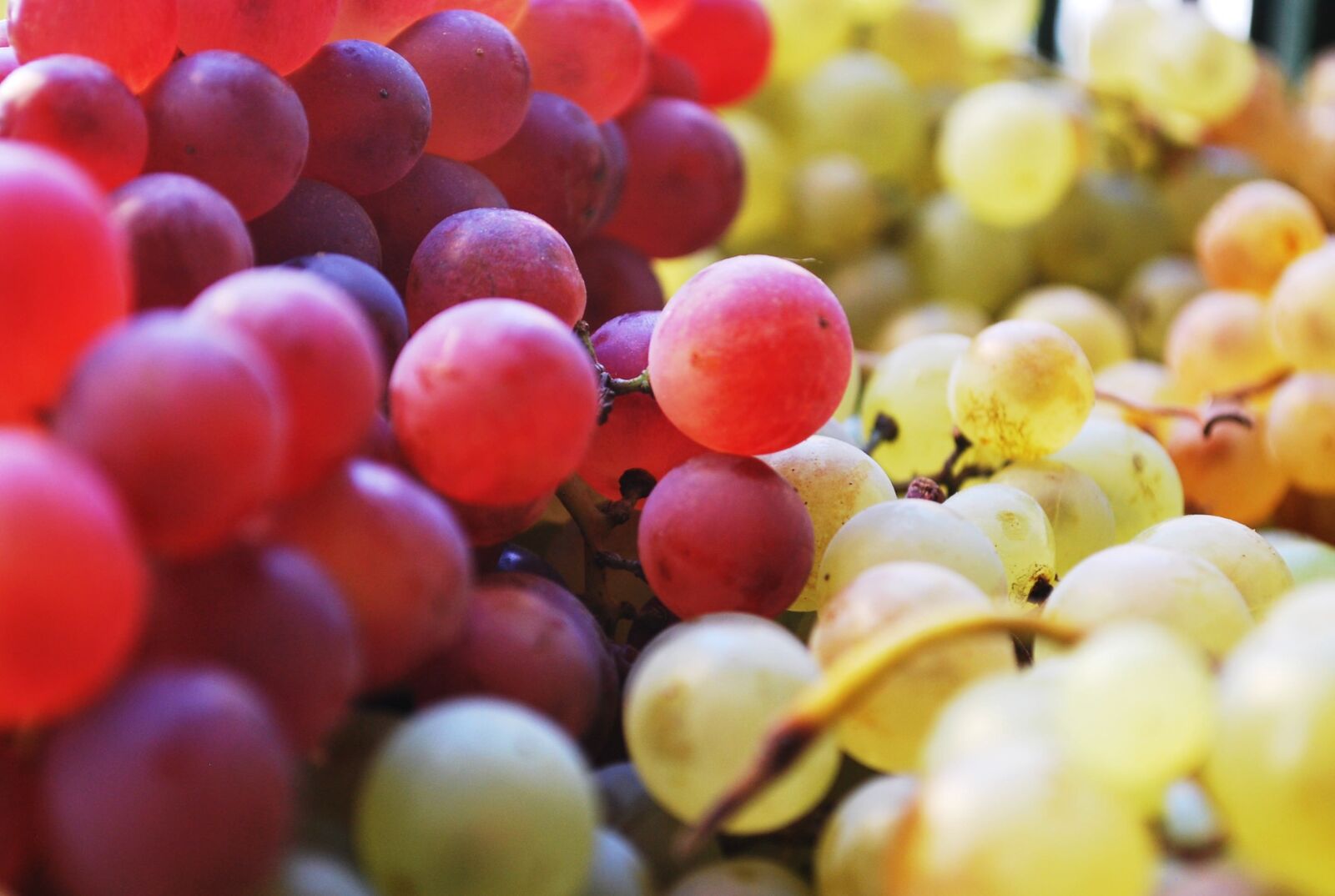 Nikon D60 sample photo. Blur, close-up, focus photography