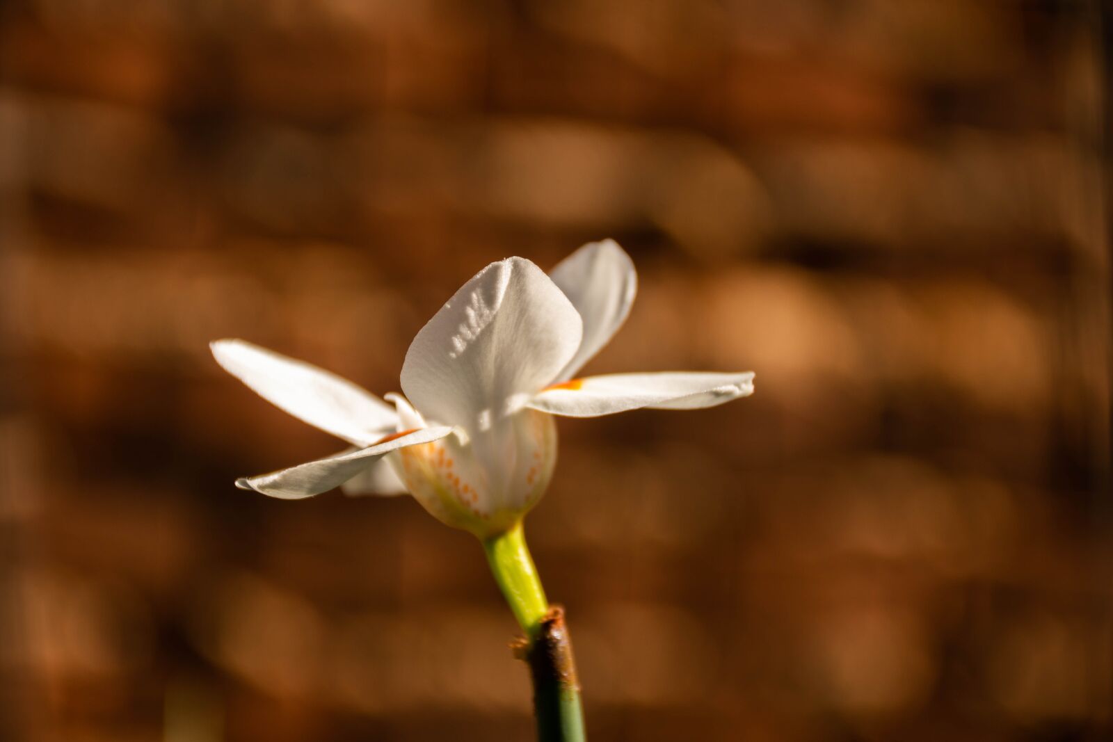 Nikon D7200 sample photo. Plant, shrub, flower photography