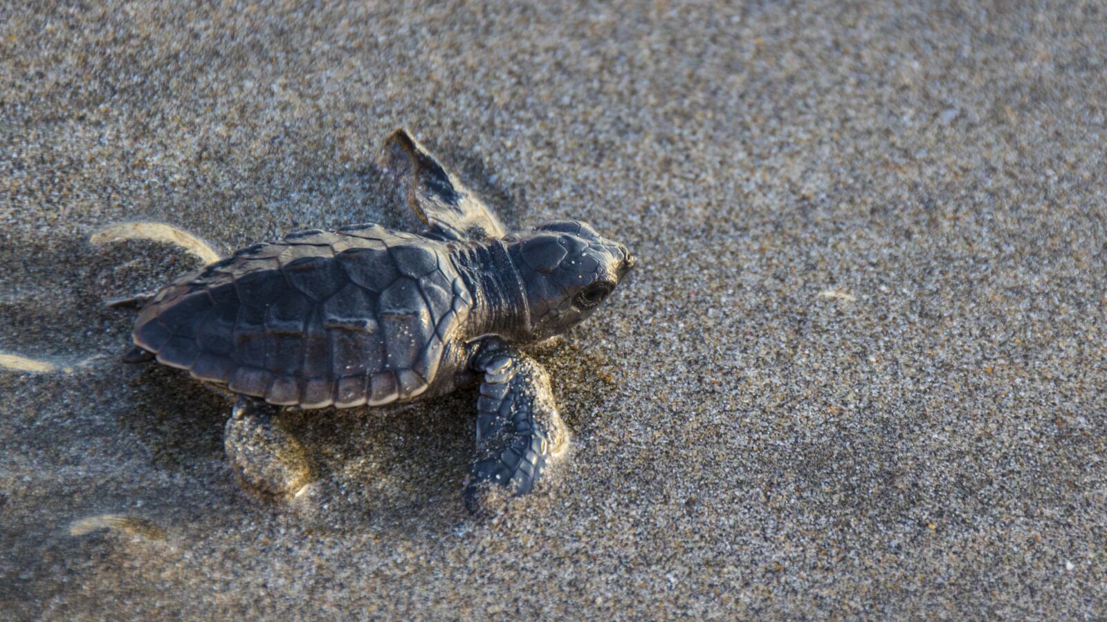 Canon EOS 760D (EOS Rebel T6s / EOS 8000D) sample photo. Turtle, olive, baby turtle photography