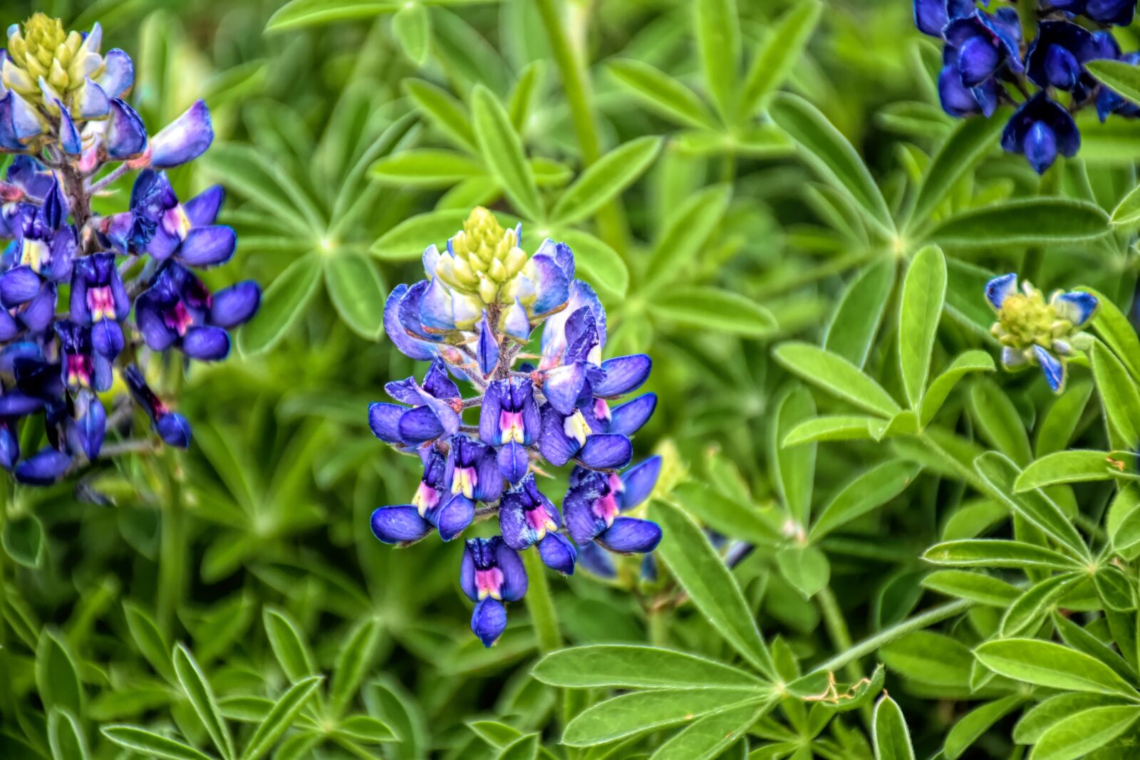 Nikon D5500 sample photo. Bluebonnet, wildflower, texas photography