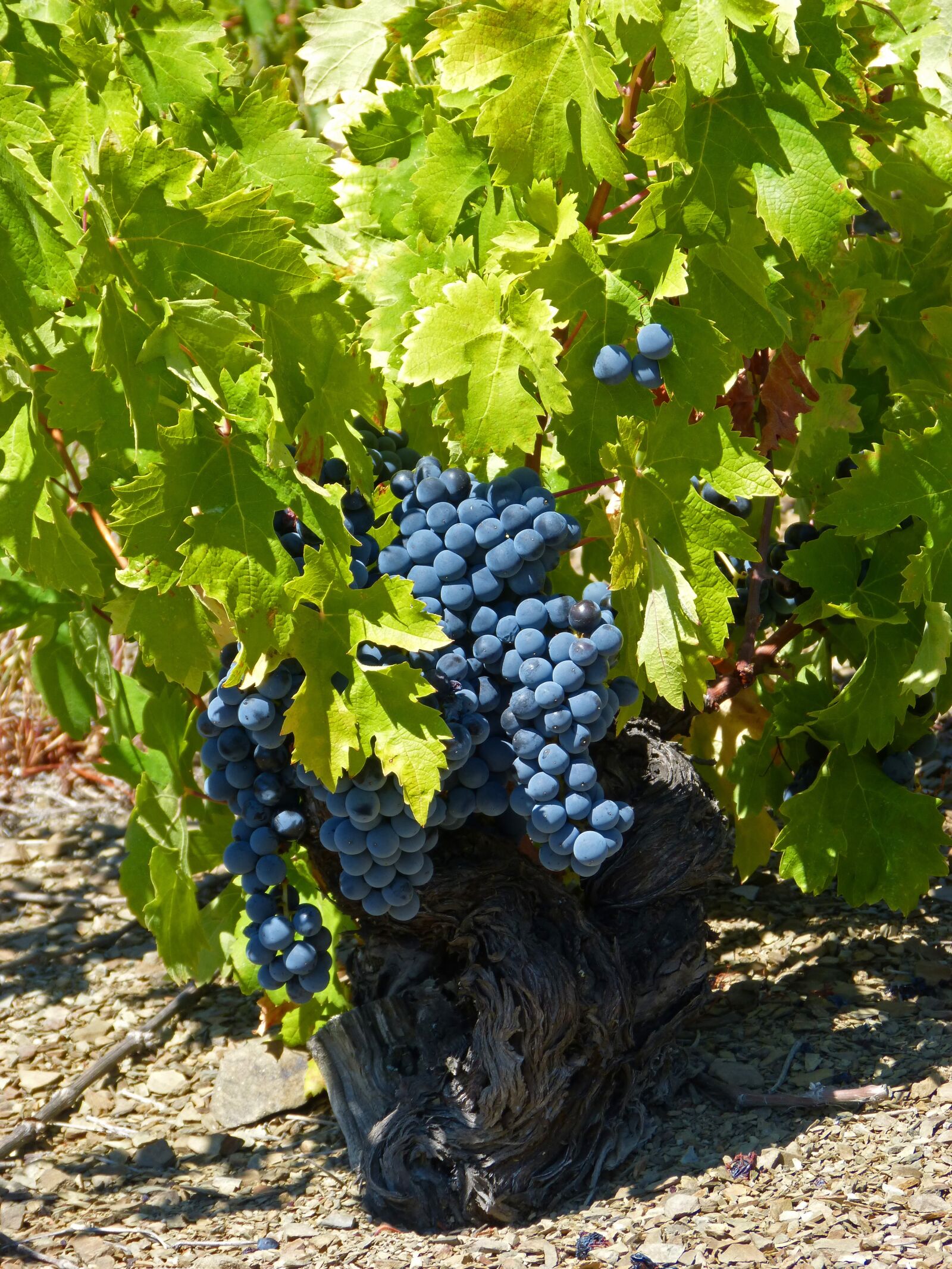 Panasonic DMC-FZ62 sample photo. Vine, old vineyard, priorat photography