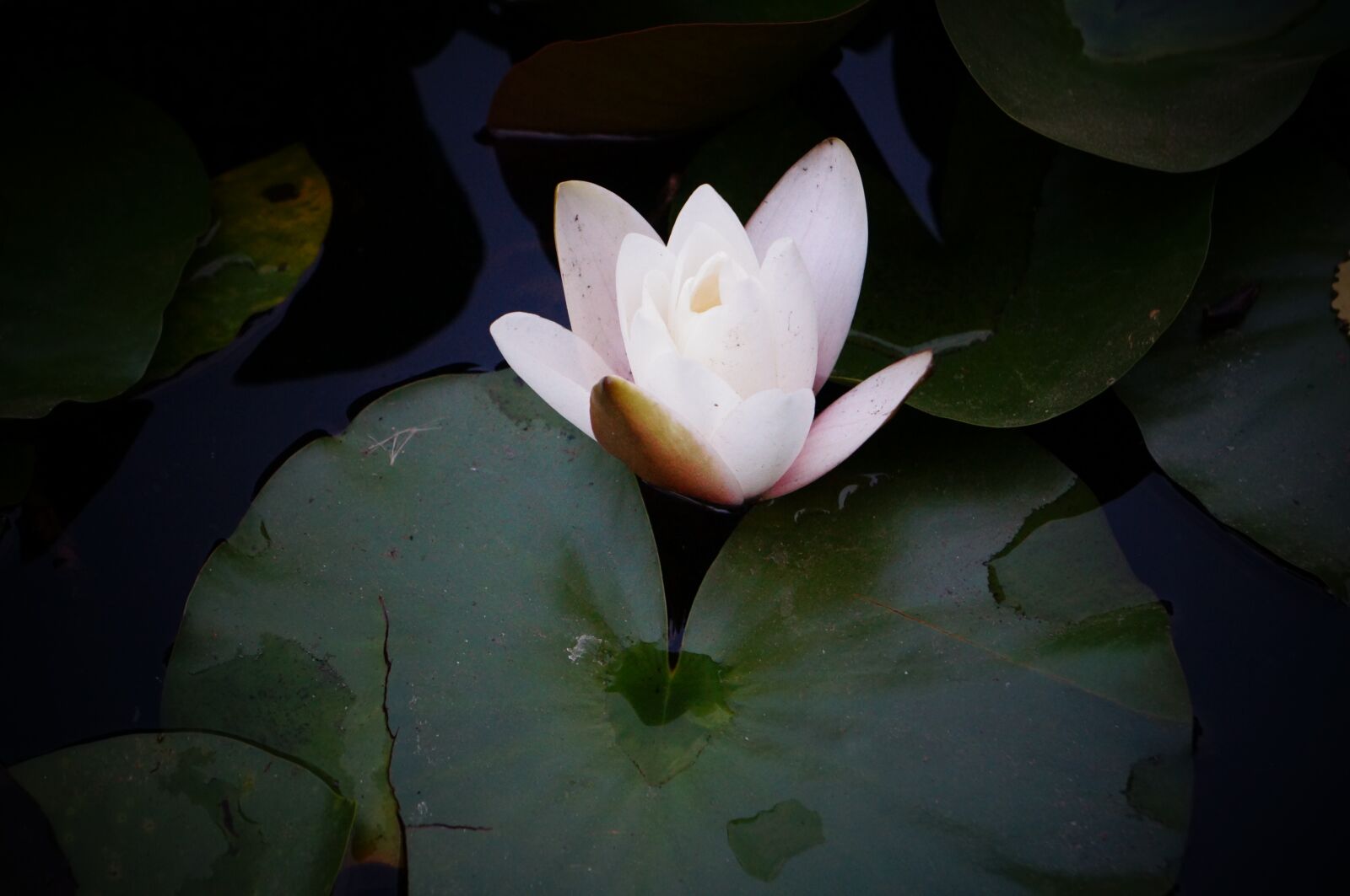 Sony Alpha NEX-F3 + Sony E 18-55mm F3.5-5.6 OSS sample photo. Lily, flower, lake photography