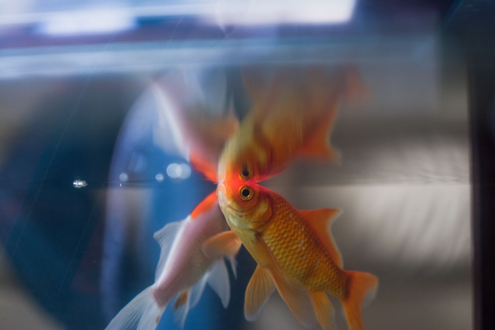 Nikon D7100 sample photo. Fish, aquarium, underwater photography
