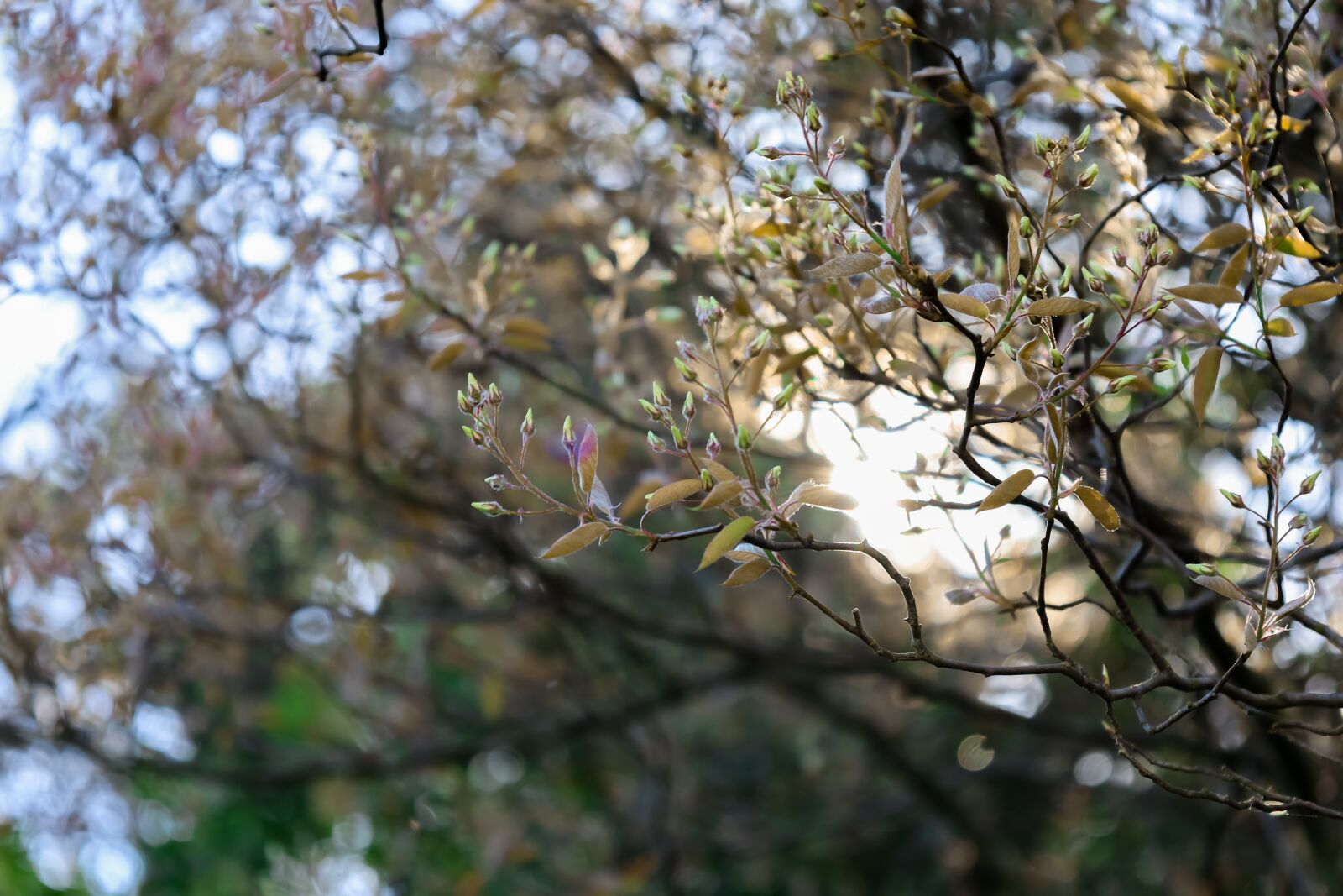 Canon RF 24-105mm F4.0-7.1 IS STM sample photo. Trees, branch, flowers photography