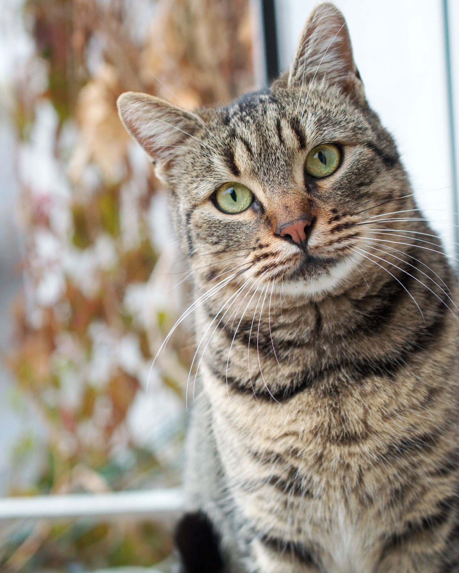 Nikon D5300 sample photo. Cat, pet, mammalian photography