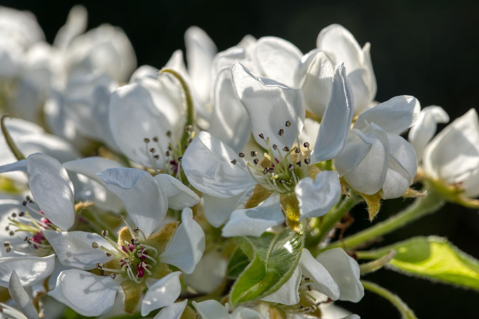Nikon D750 sample photo. Pear tree, pear blossom photography