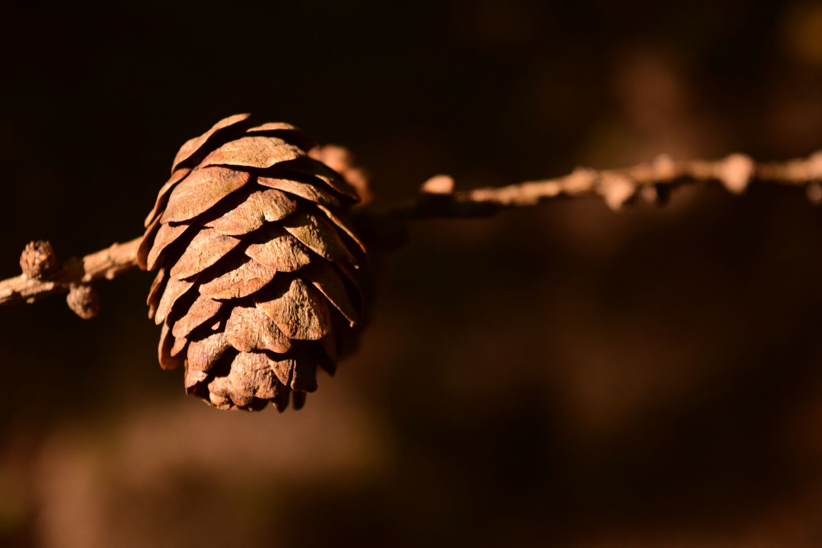 Nikon D3300 sample photo. Tap, pine cones, close photography