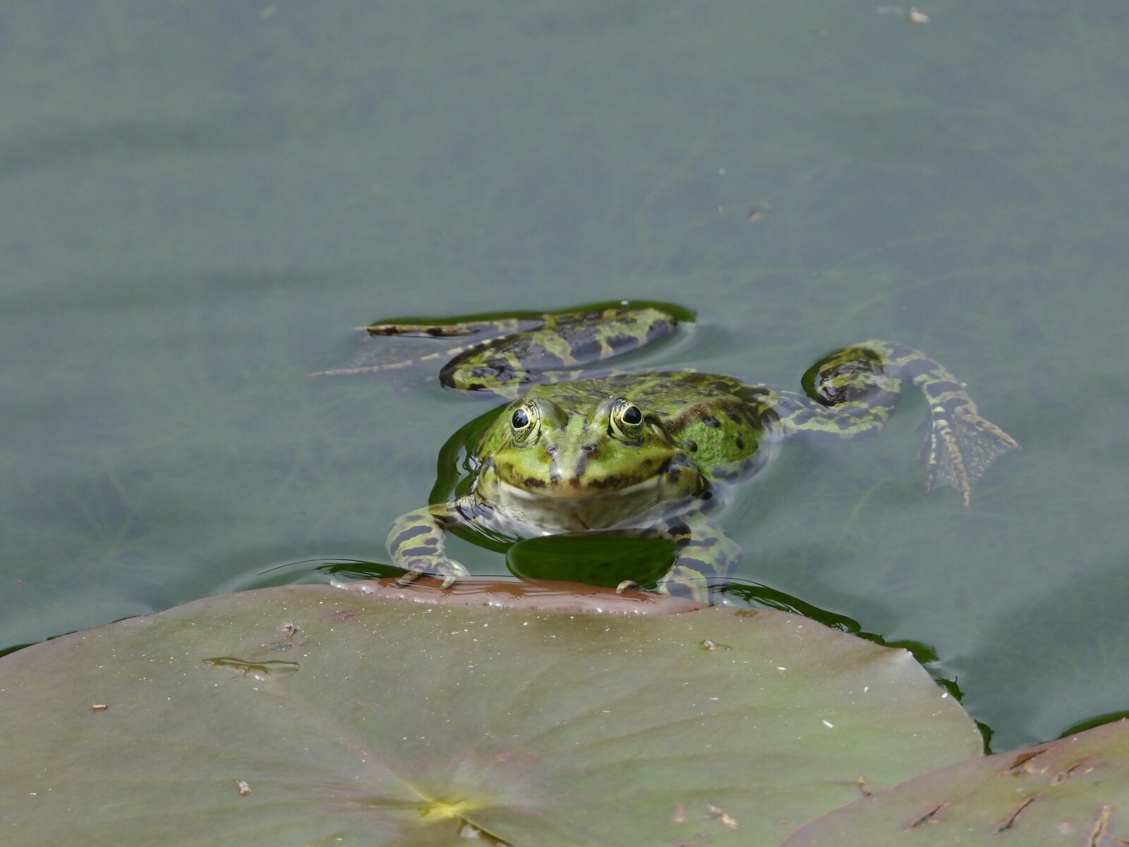 Nikon Coolpix P1000 sample photo. Frog, pond, toad photography