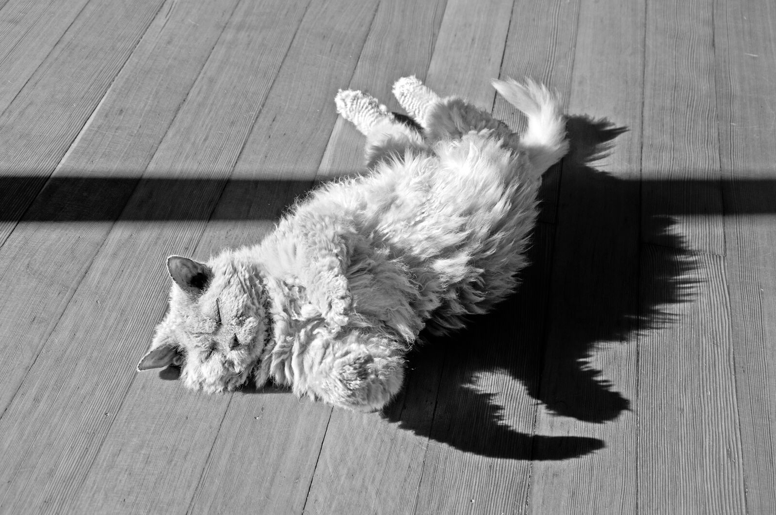 Nikon D90 sample photo. Cat, animal, ground photography