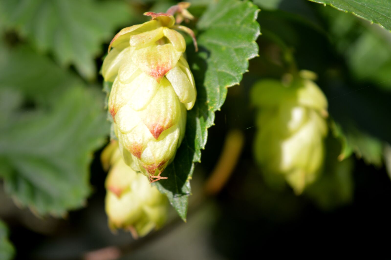 Nikon D3200 sample photo. Hops, green, close up photography