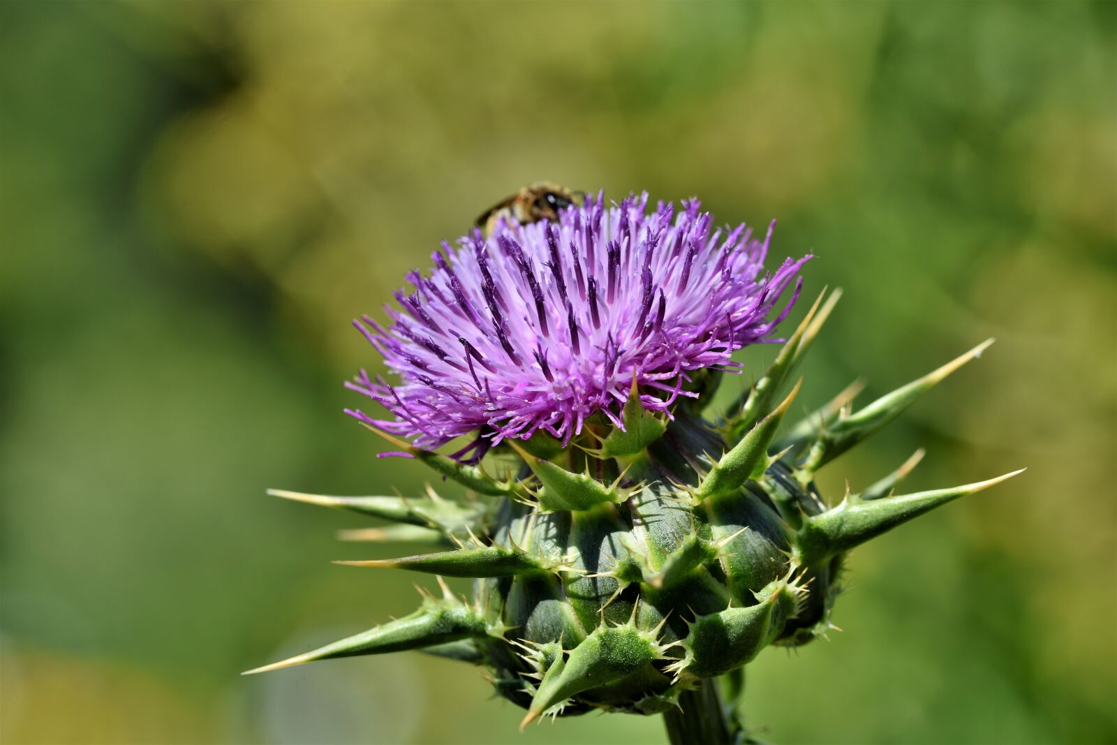 Nikon D7200 sample photo. Thistle, common donkey thistle photography