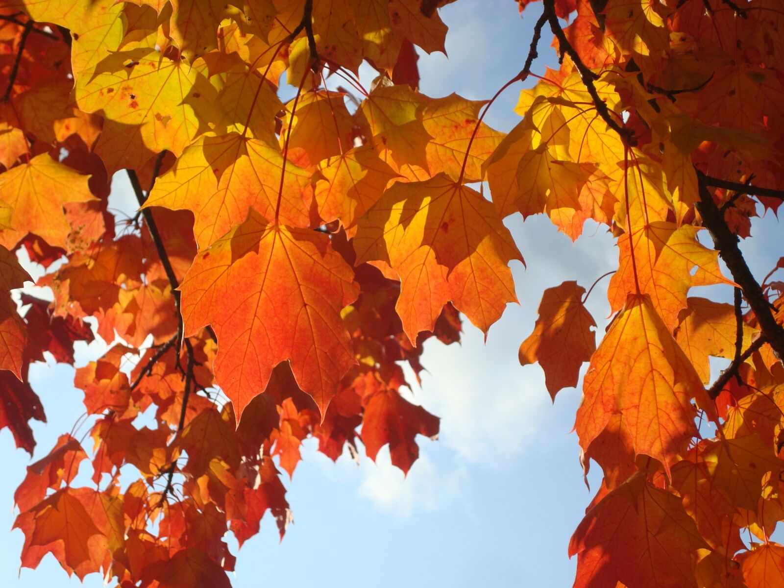 Sony DSC-W80 sample photo. Autumn, leaves, maple photography