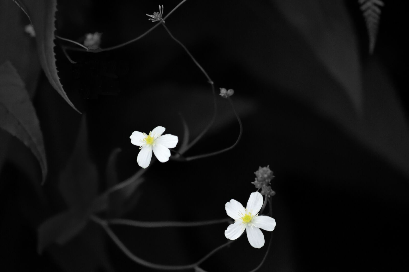 Nikon D3300 sample photo. Flower, nature, macro photography