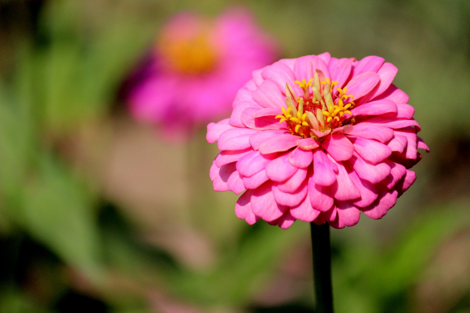 Canon EOS 600D (Rebel EOS T3i / EOS Kiss X5) sample photo. Pink, garden, romantic photography