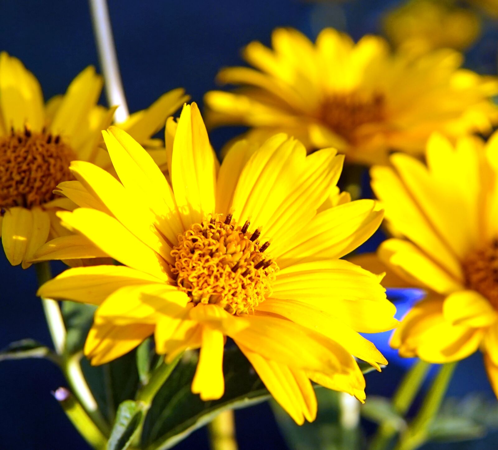 Sony Alpha a5000 (ILCE 5000) + Sigma 30mm F1.4 DC DN | C sample photo. Flower, yellow, blossom photography