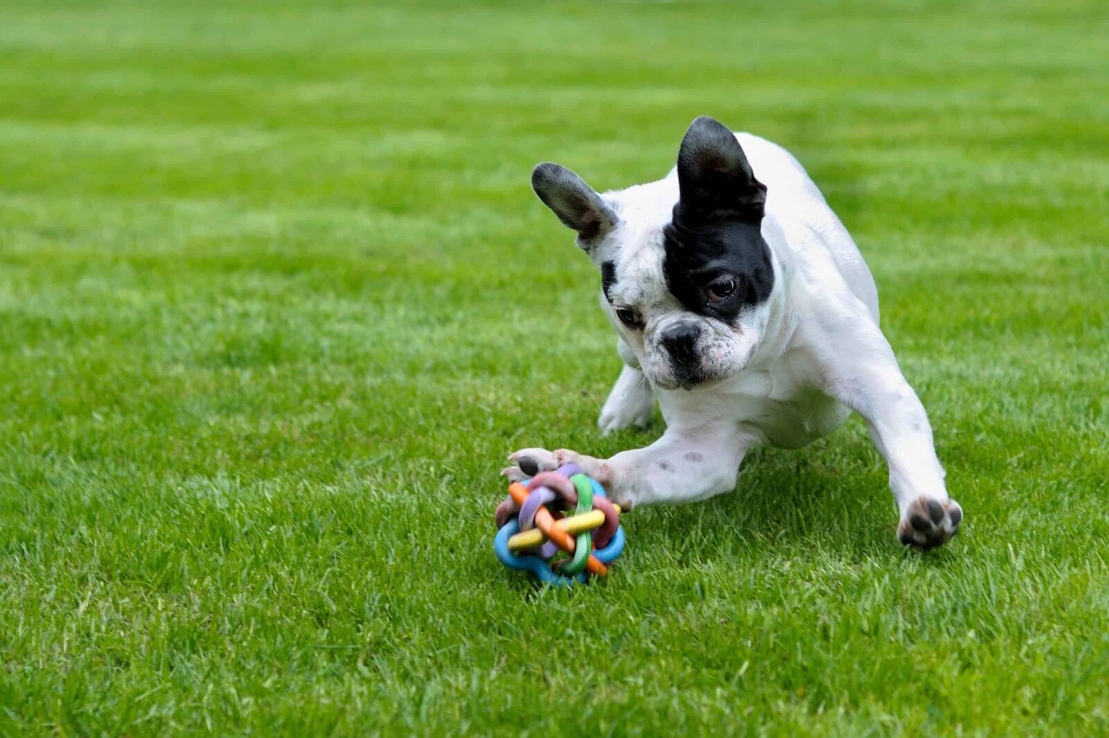 Nikon D300 sample photo. Field, grass, puppy, lawn photography