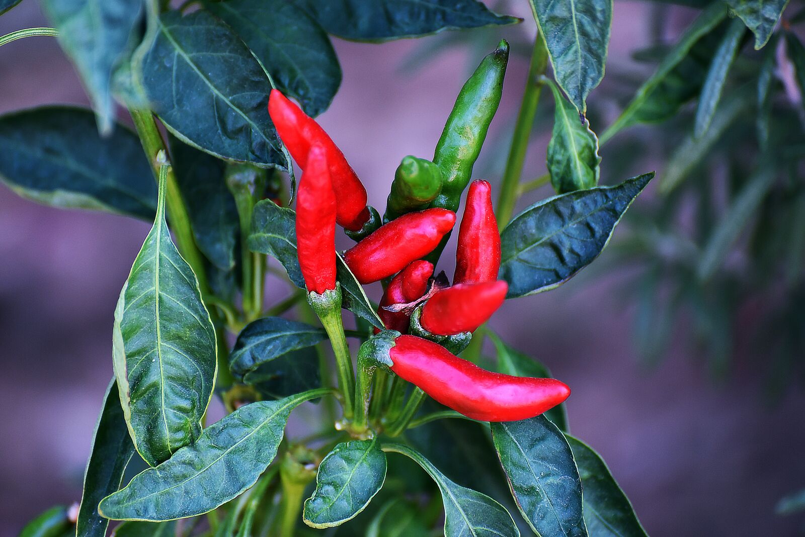 Nikon D750 sample photo. Leaf, spice, food photography