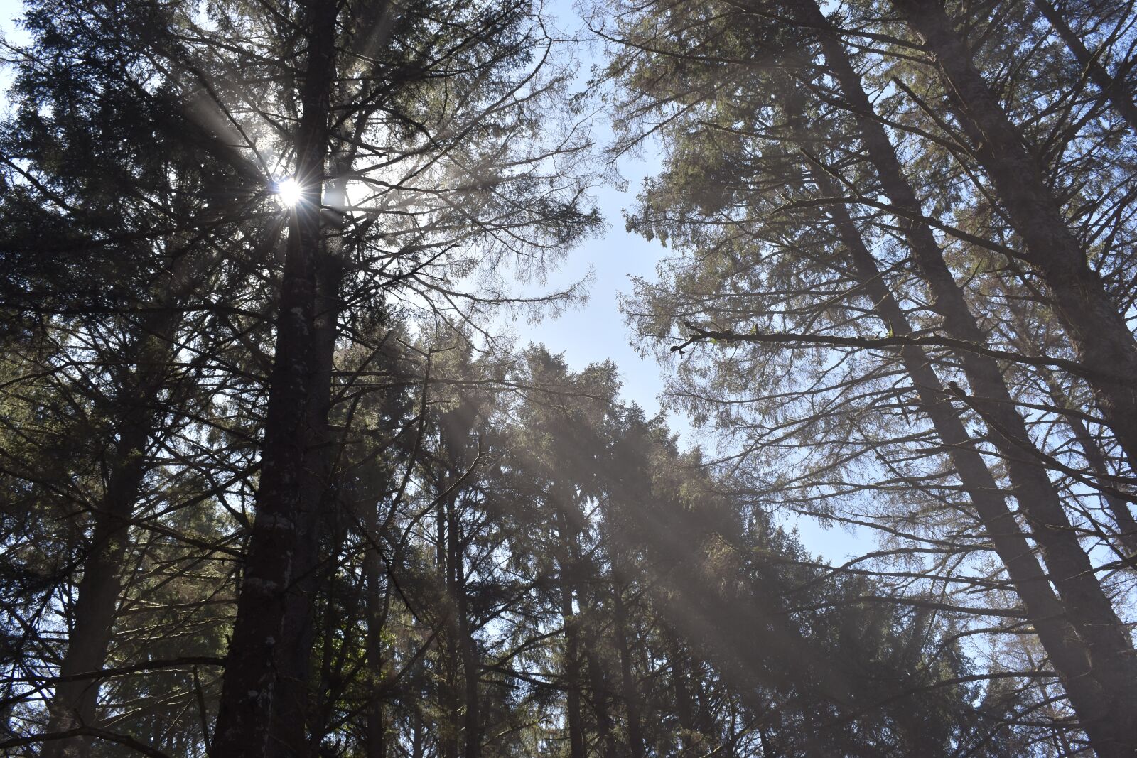Nikon D3500 sample photo. Trees, fog, sun photography