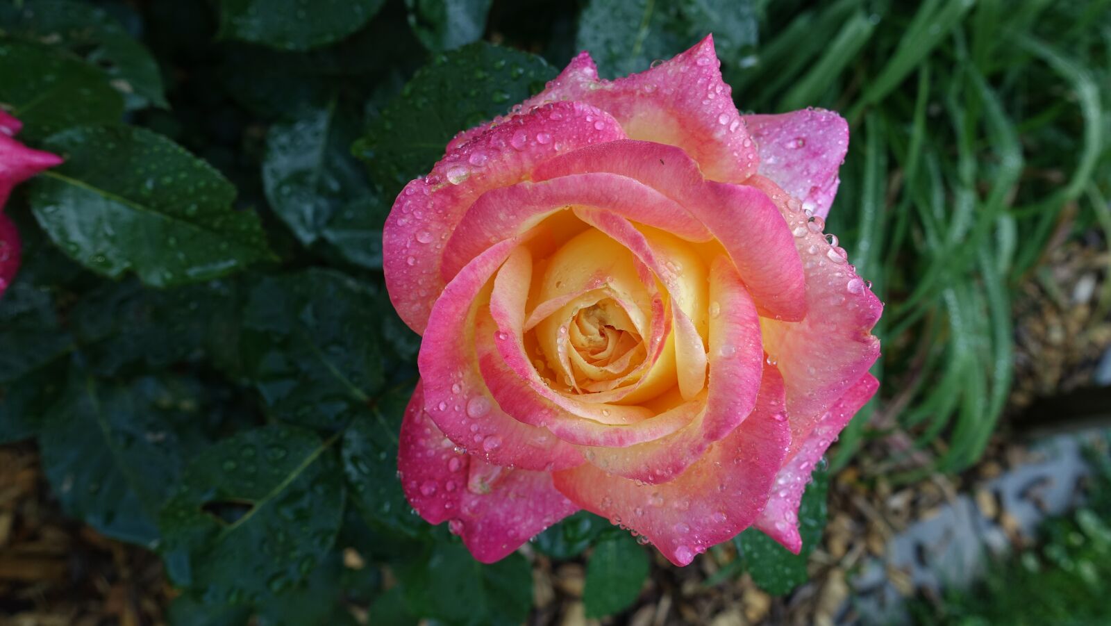 Sony Cyber-shot DSC-RX100 III sample photo. Rose, dew, nature photography
