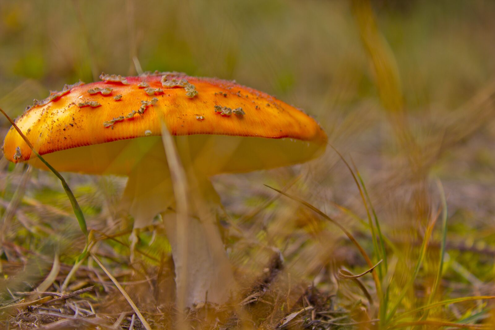 Canon EF-S 18-55mm F3.5-5.6 IS sample photo. Mushroom, meadow, plant photography