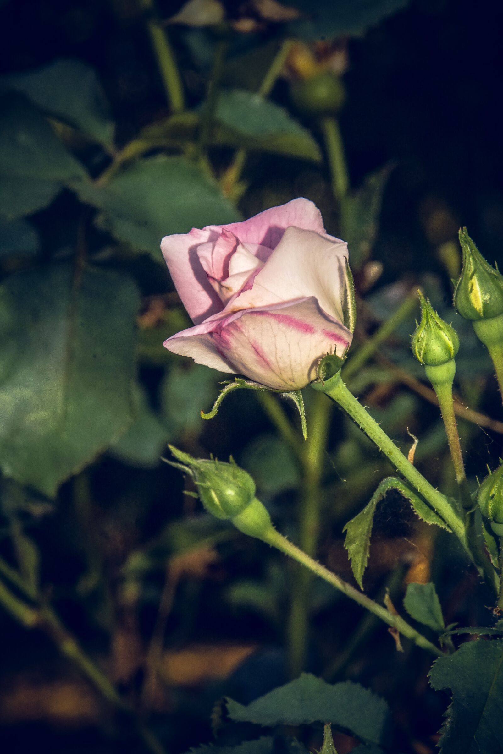 Sony ILCA-77M2 sample photo. Rose, blossom, bloom photography