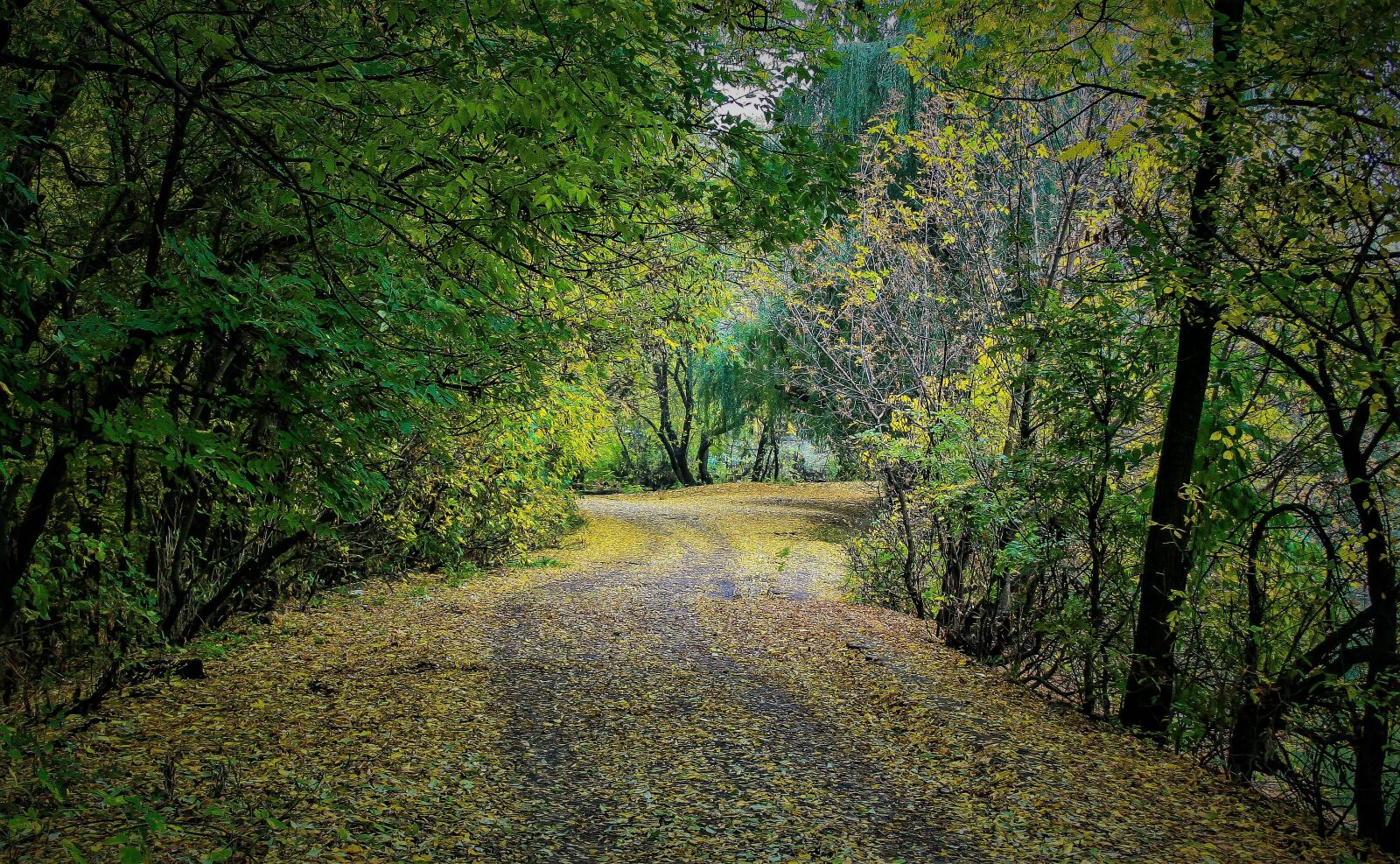 Canon EF-S 18-55mm F3.5-5.6 II sample photo. Forest, road, trail photography