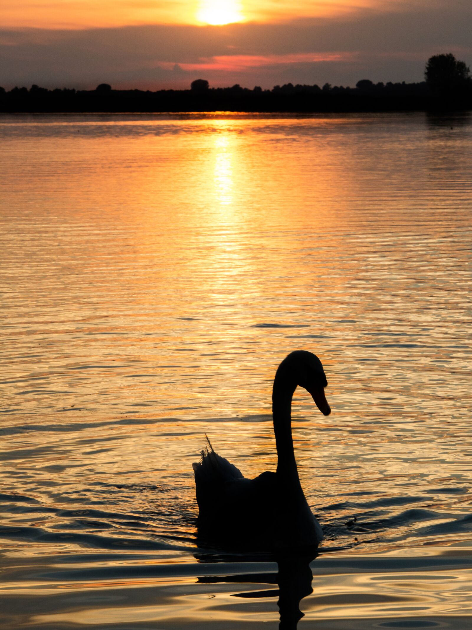 Canon EOS 5D Mark III sample photo. Sunset, orange, swan photography