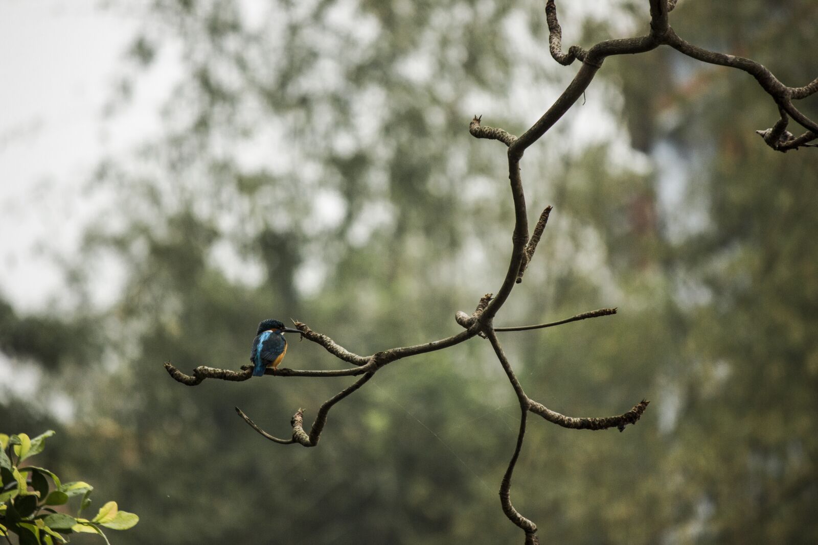 Canon EOS 550D (EOS Rebel T2i / EOS Kiss X4) sample photo. Bird, landscape, nature photography