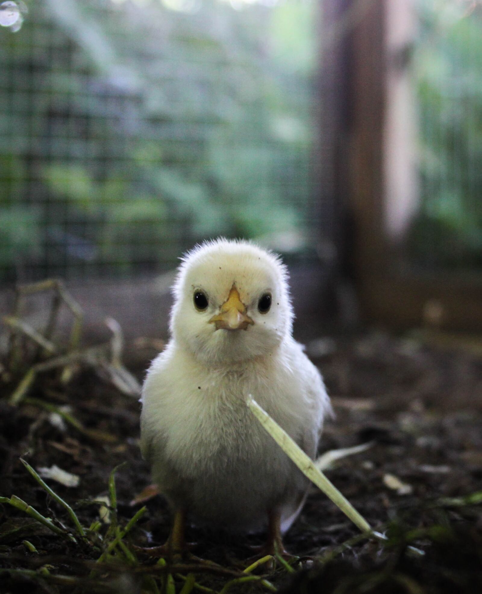Canon EOS 500D (EOS Rebel T1i / EOS Kiss X3) sample photo. Chicks, hahn, chicken photography