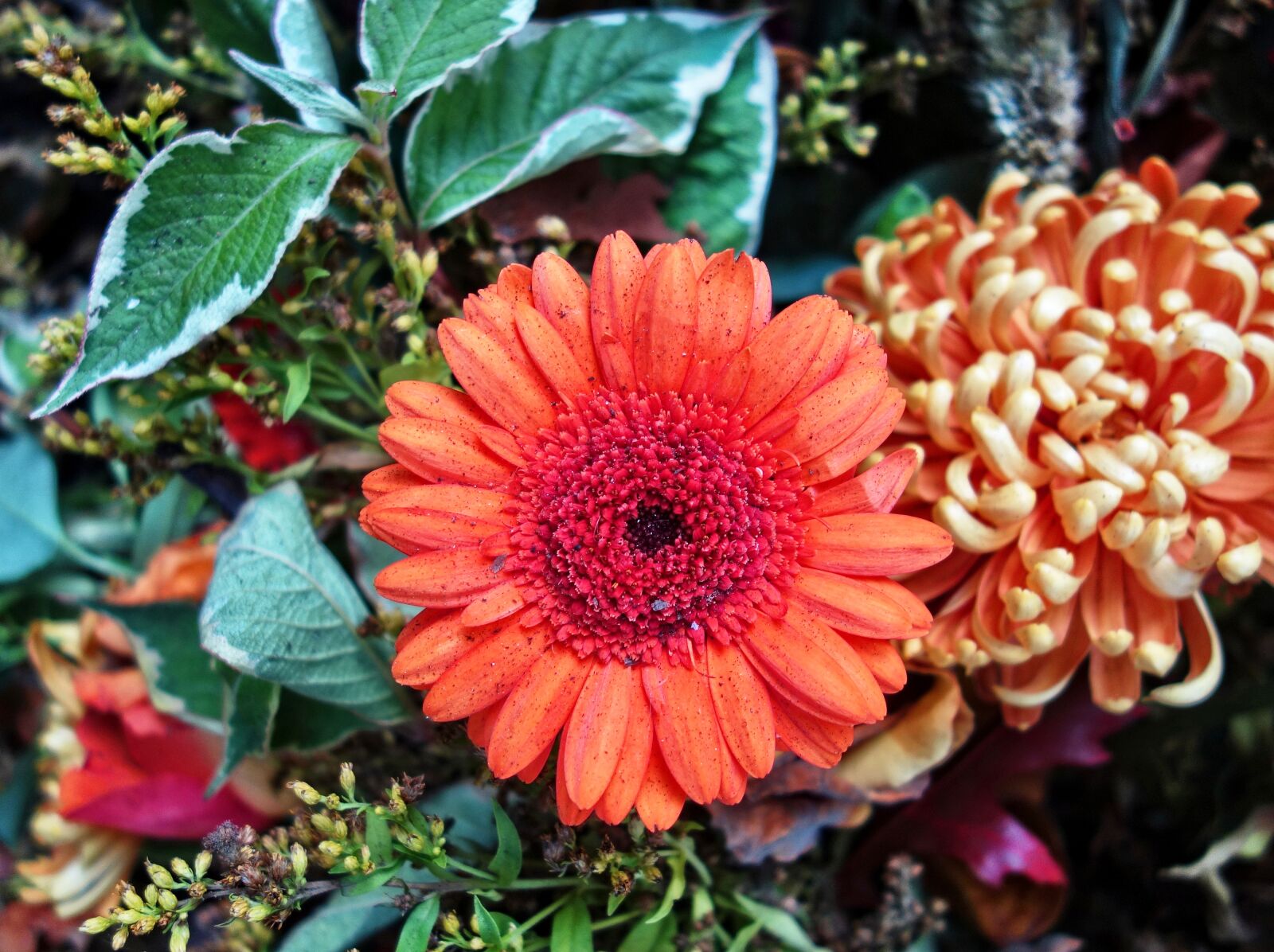 Sony Cyber-shot DSC-RX100 sample photo. Gerbera, daisy, flower photography