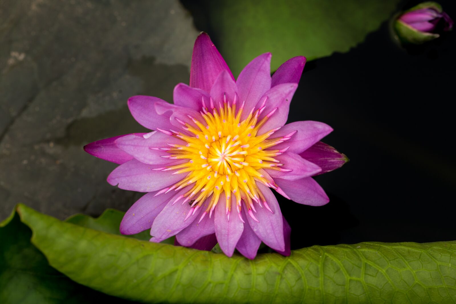 Canon EF 100mm F2.8L Macro IS USM sample photo. Water lily, nuphar lutea photography