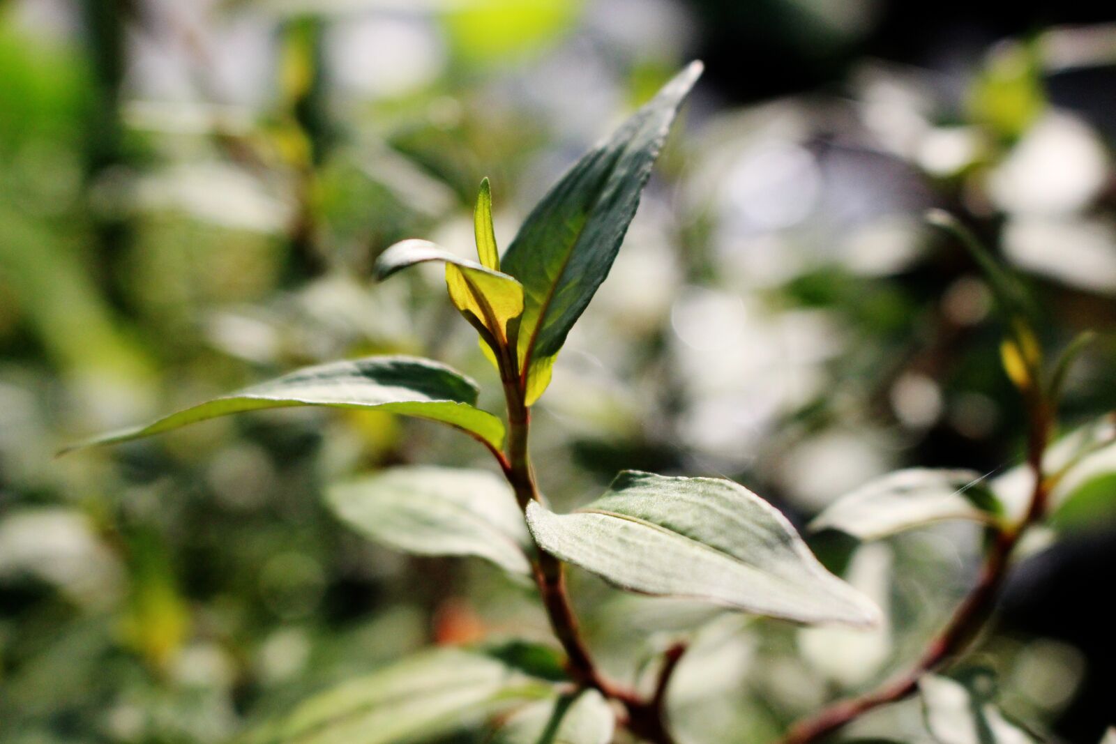 Canon EOS 700D (EOS Rebel T5i / EOS Kiss X7i) sample photo. Spice vegetable, garden, leaves photography