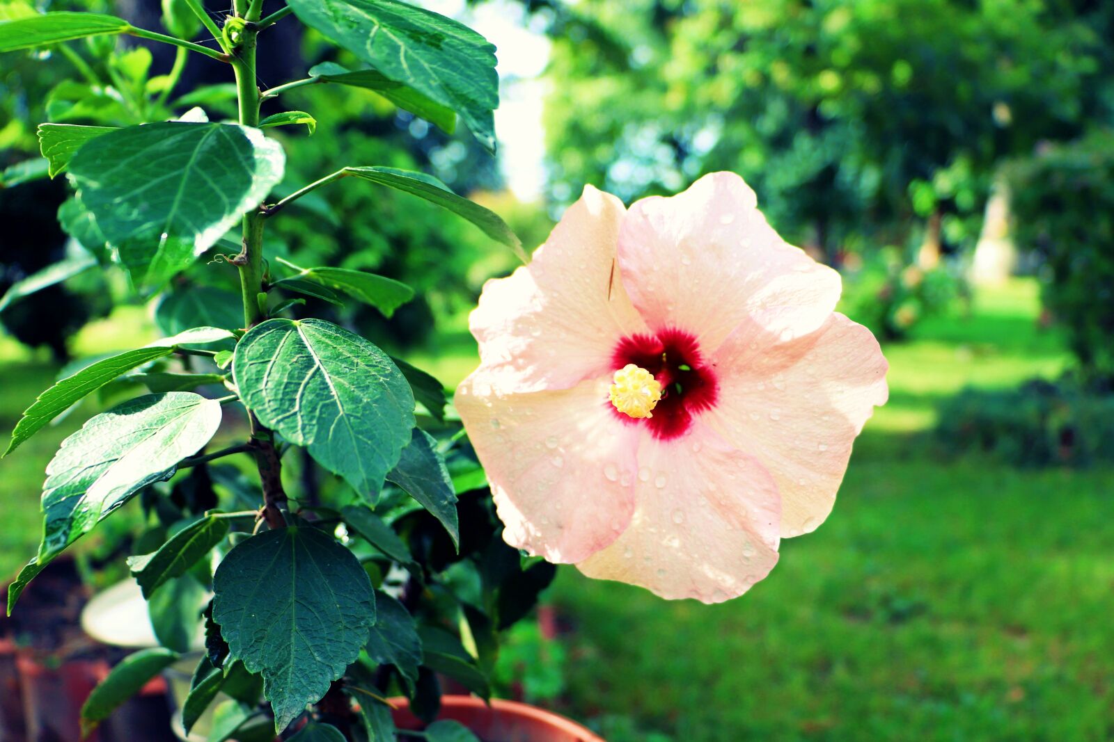 Canon EOS 200D (EOS Rebel SL2 / EOS Kiss X9) sample photo. Hibiscus, flowers, beauty photography