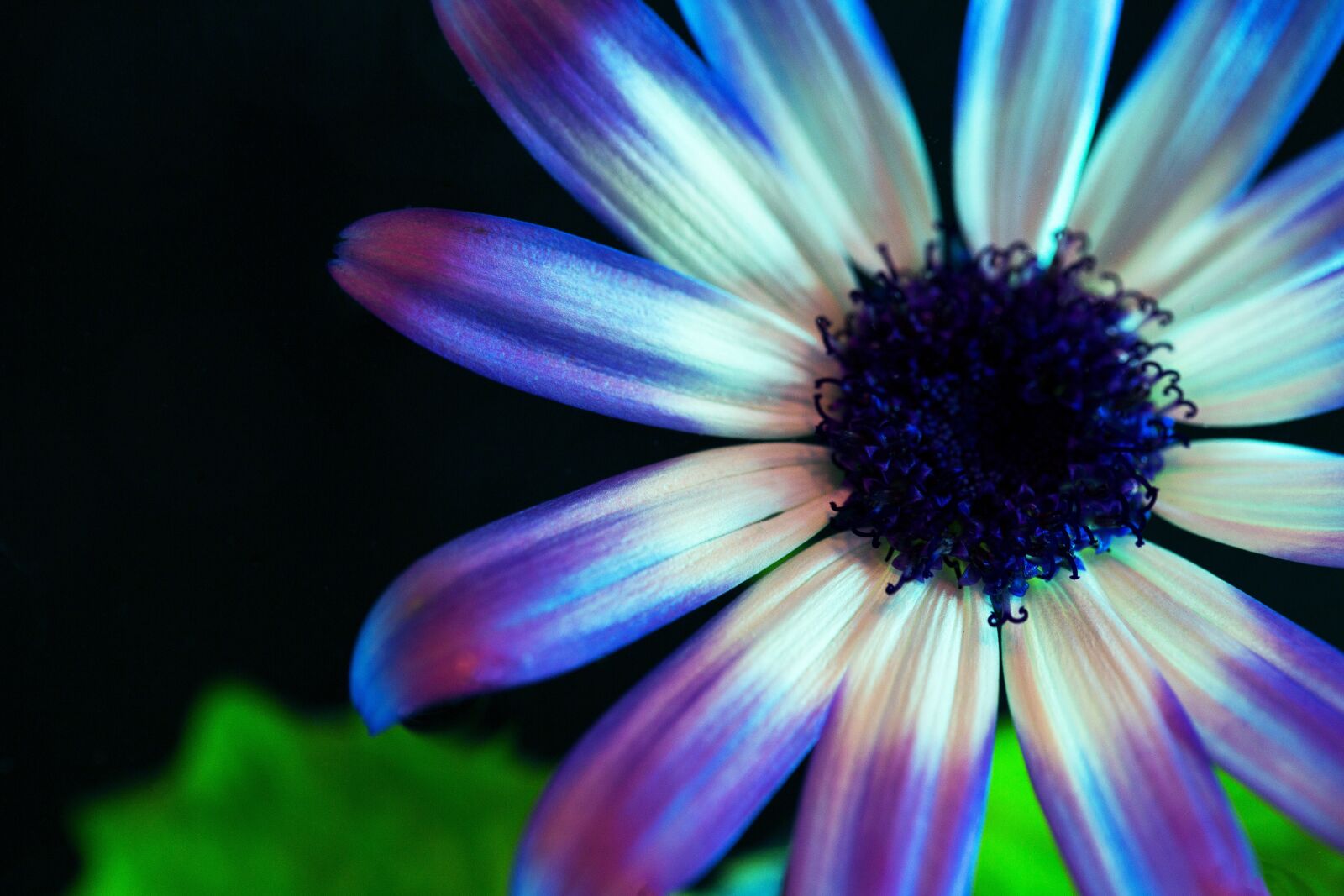 Canon EF 100mm F2.8L Macro IS USM sample photo. Flower, blossom, bloom photography