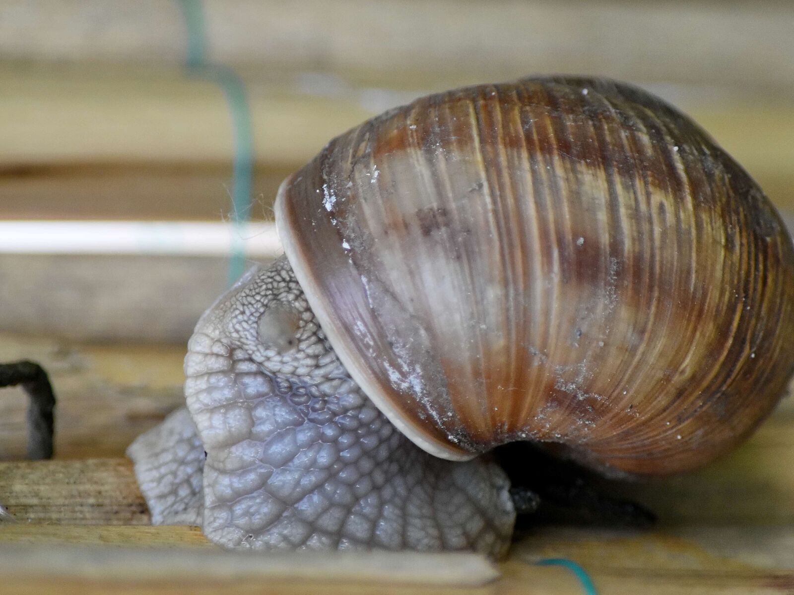 Nikon D5500 sample photo. Invertebrate, gastropod, spiral, nature photography