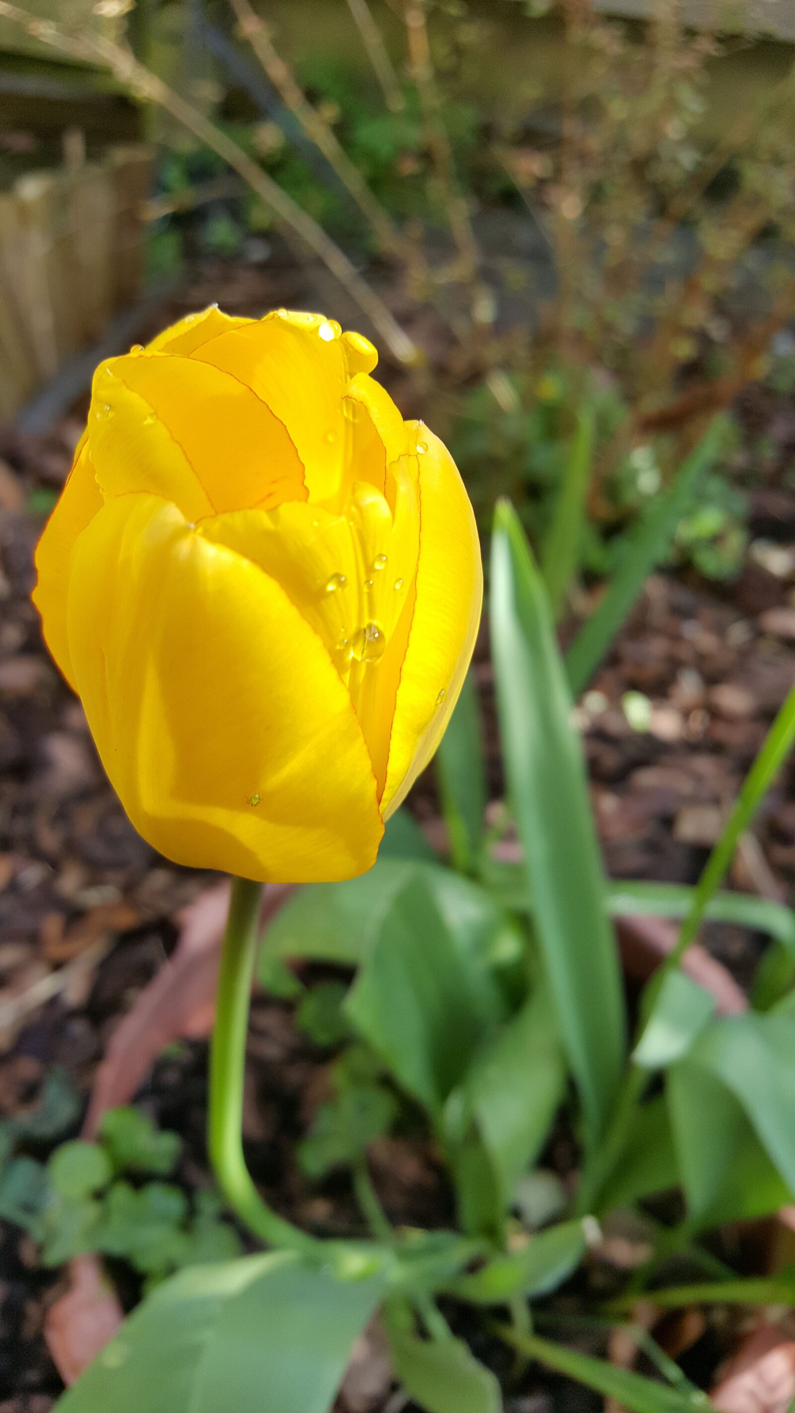 Samsung Galaxy S6 sample photo. Tulip, flower, yellow photography