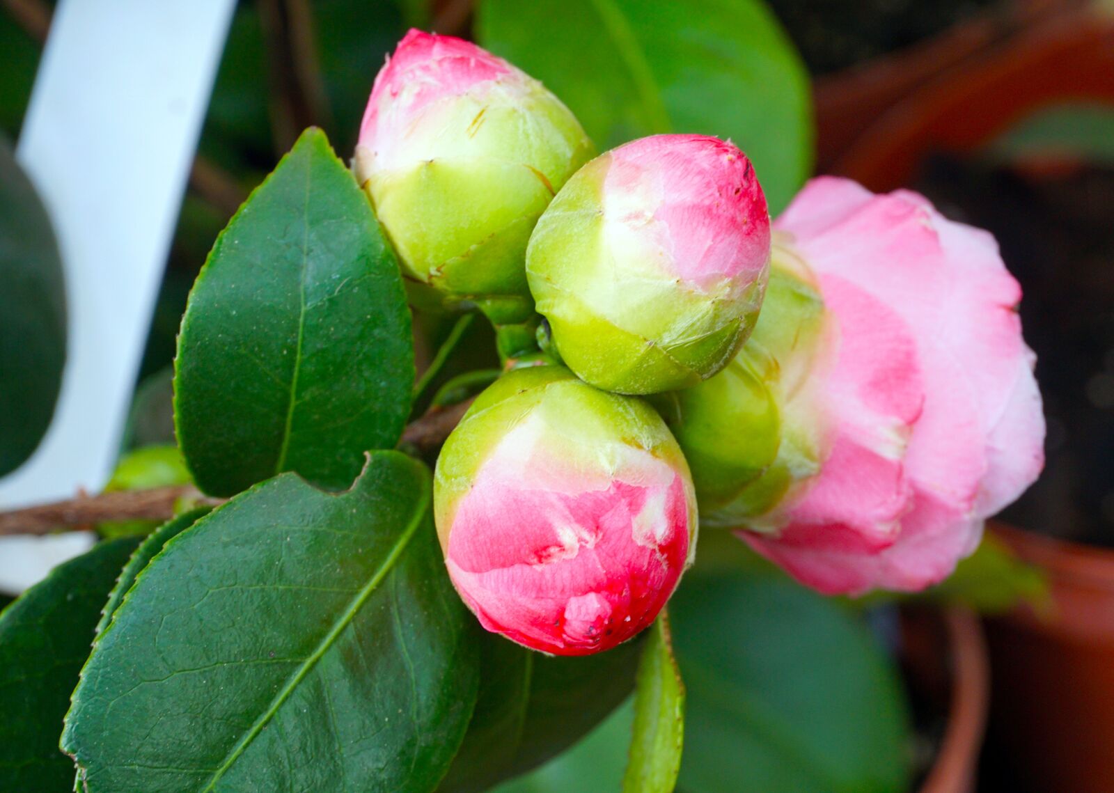 Sony E 16-50mm F3.5-5.6 PZ OSS sample photo. Nature, plants, flowers photography