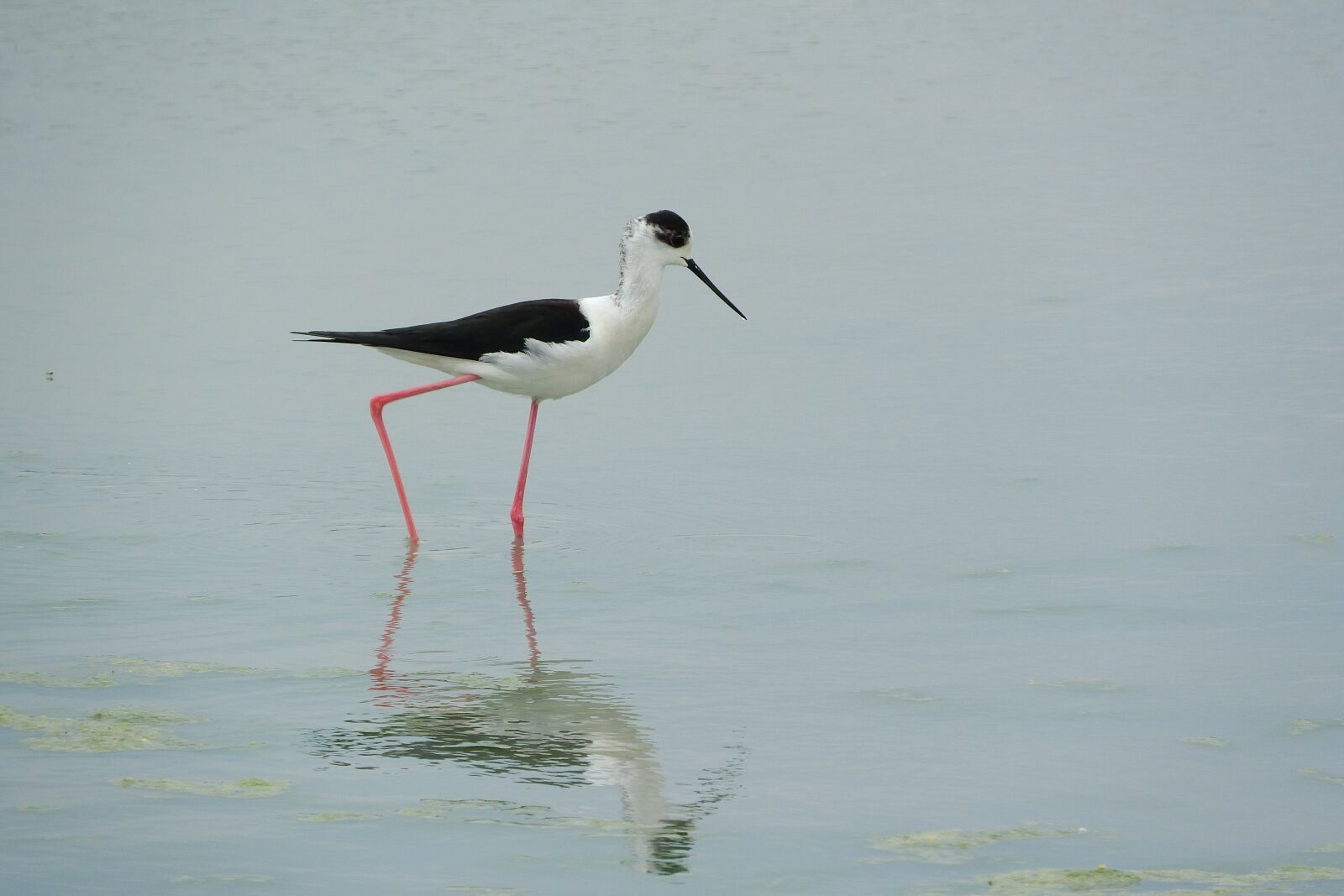 Nikon Coolpix P610 sample photo. Pisila stilt, himantopus himantopus photography