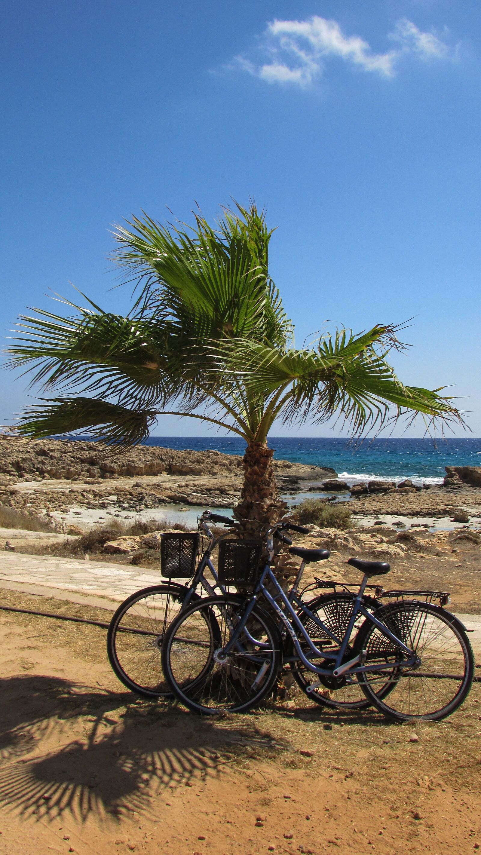 Canon PowerShot SX400 IS sample photo. Bicycle, palm tree, nature photography