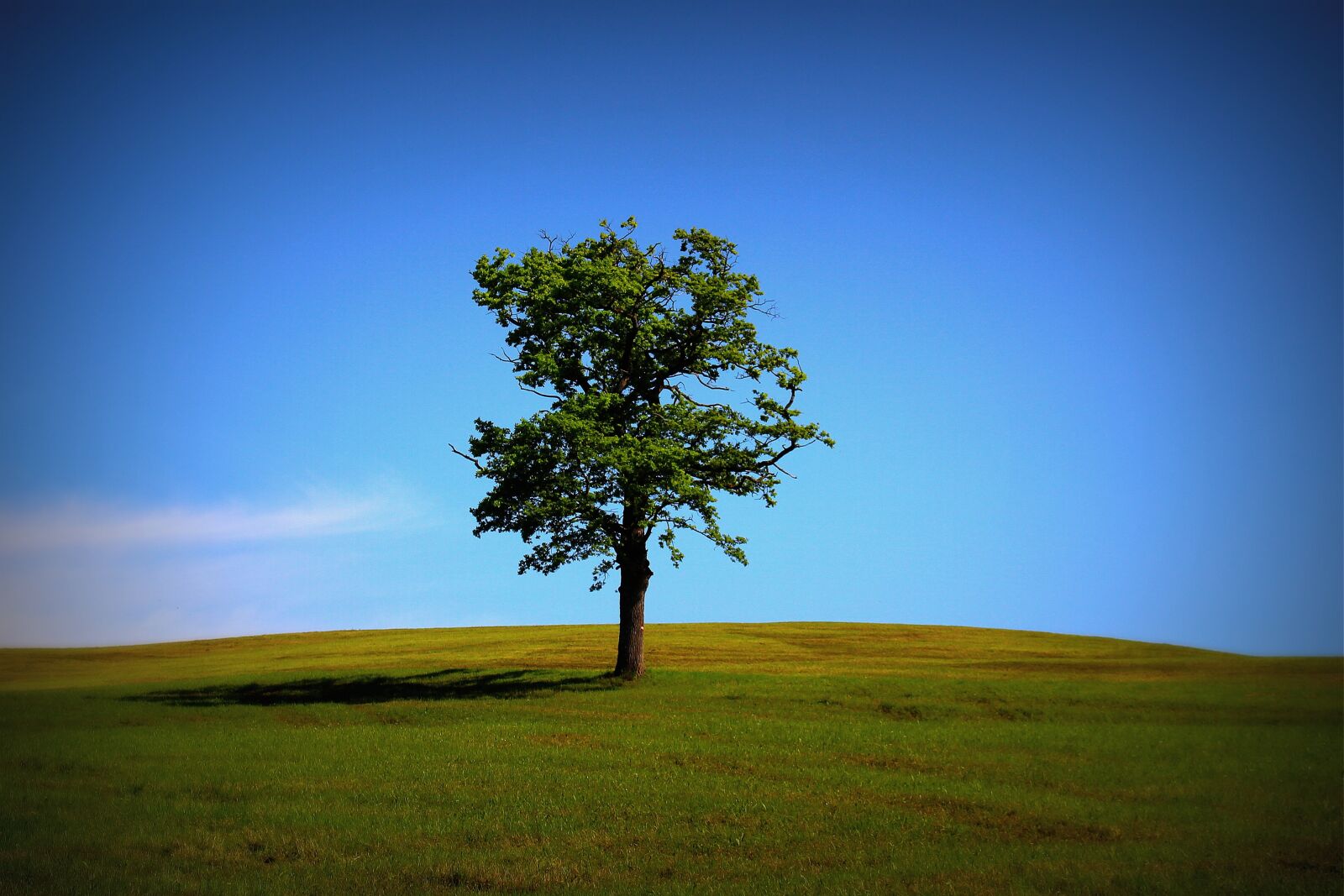 Canon EOS 100D (EOS Rebel SL1 / EOS Kiss X7) sample photo. Tree, meadow, nature photography