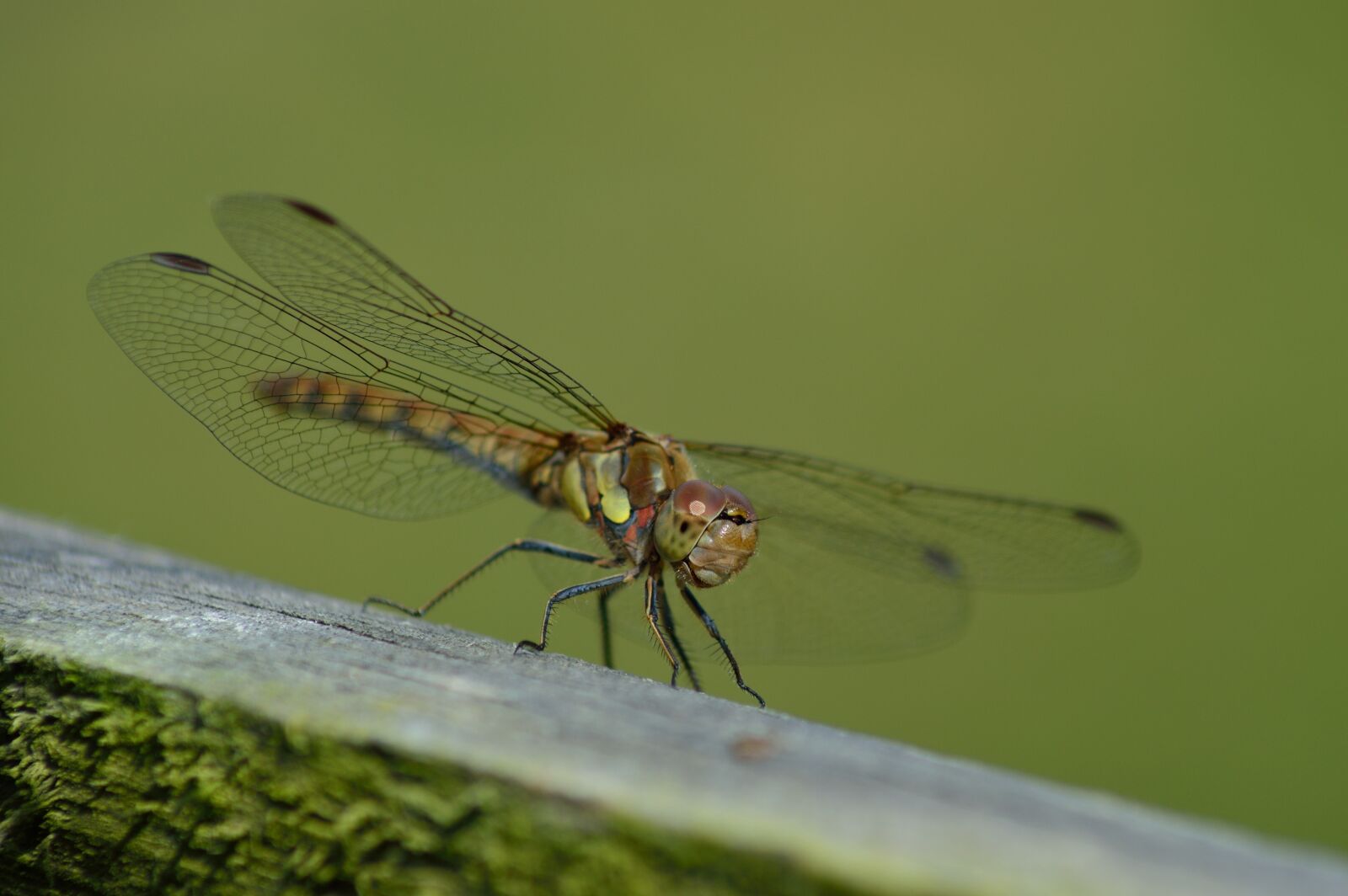 Nikon D3200 sample photo. Dragonfly, nature, natural photography